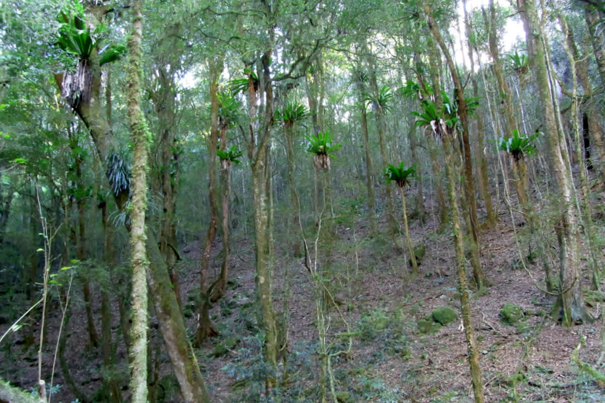Copeland Tops State Conservation Area