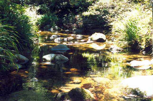 Washpool State Conservation Area