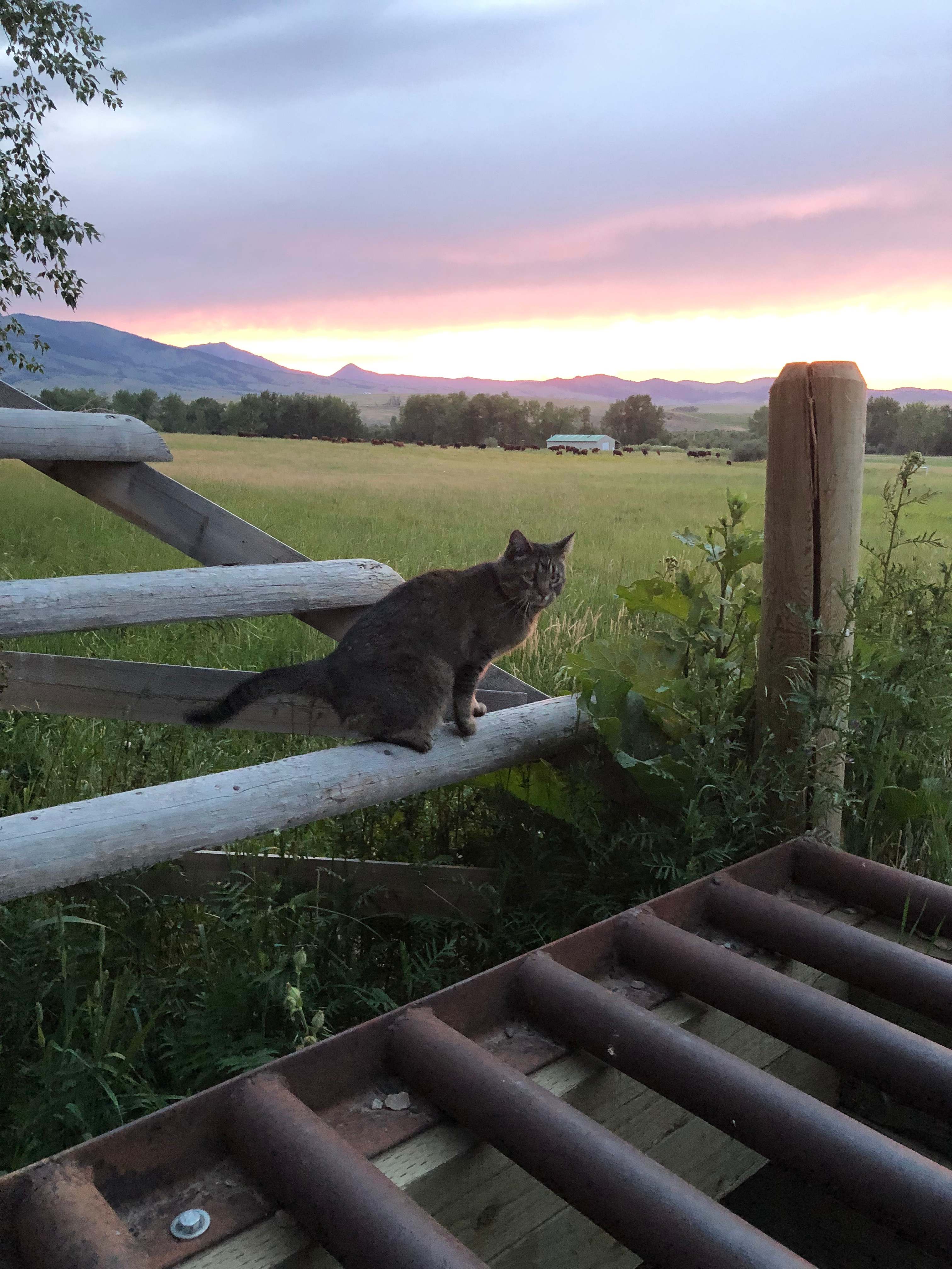 Montana Red Devon Ranch