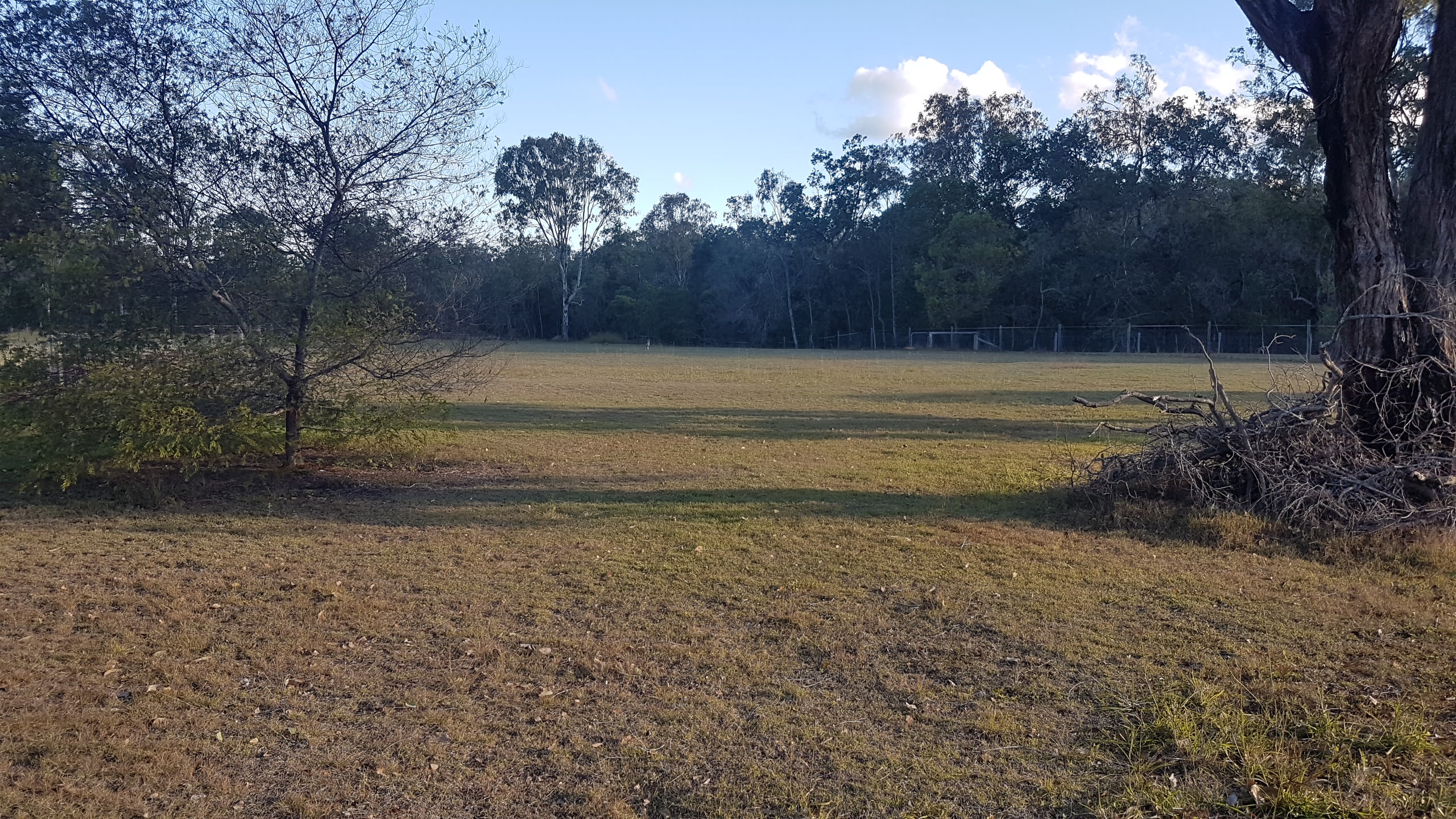 Grass Field with Bush Surrounding