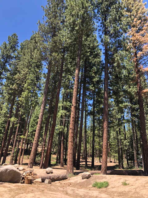 Camp Shady Meadow