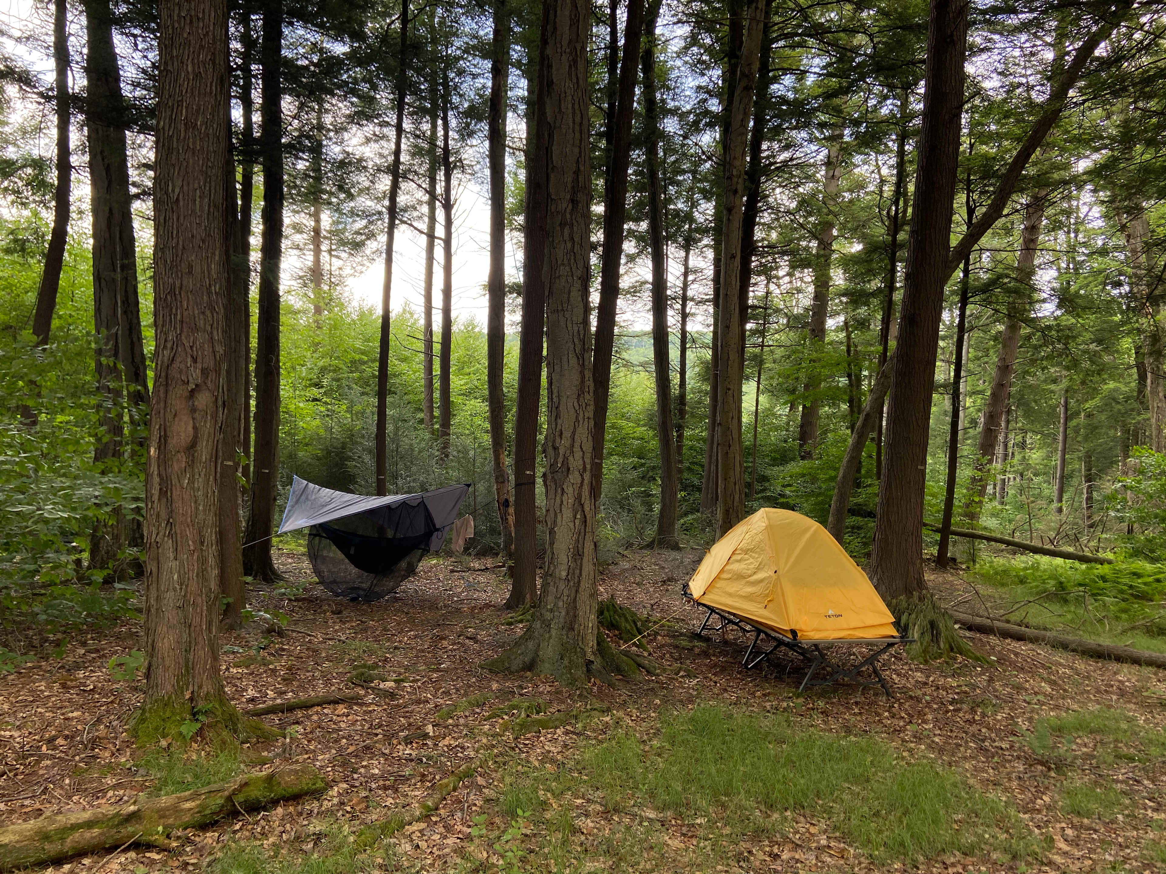 Many trees if you want to sleep in a hammock