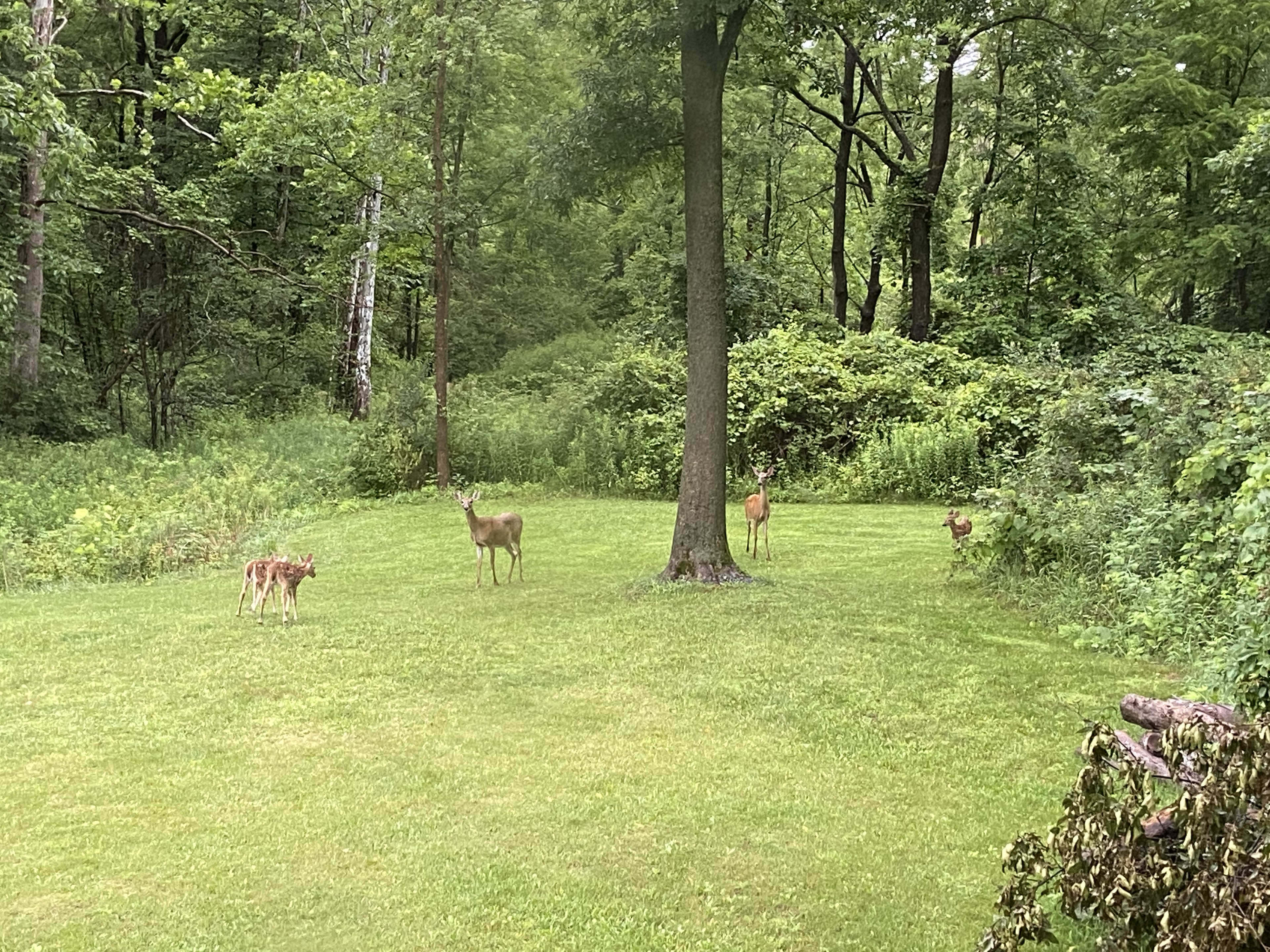 2 adult deer and 4 babies strolling thru our campsite 
