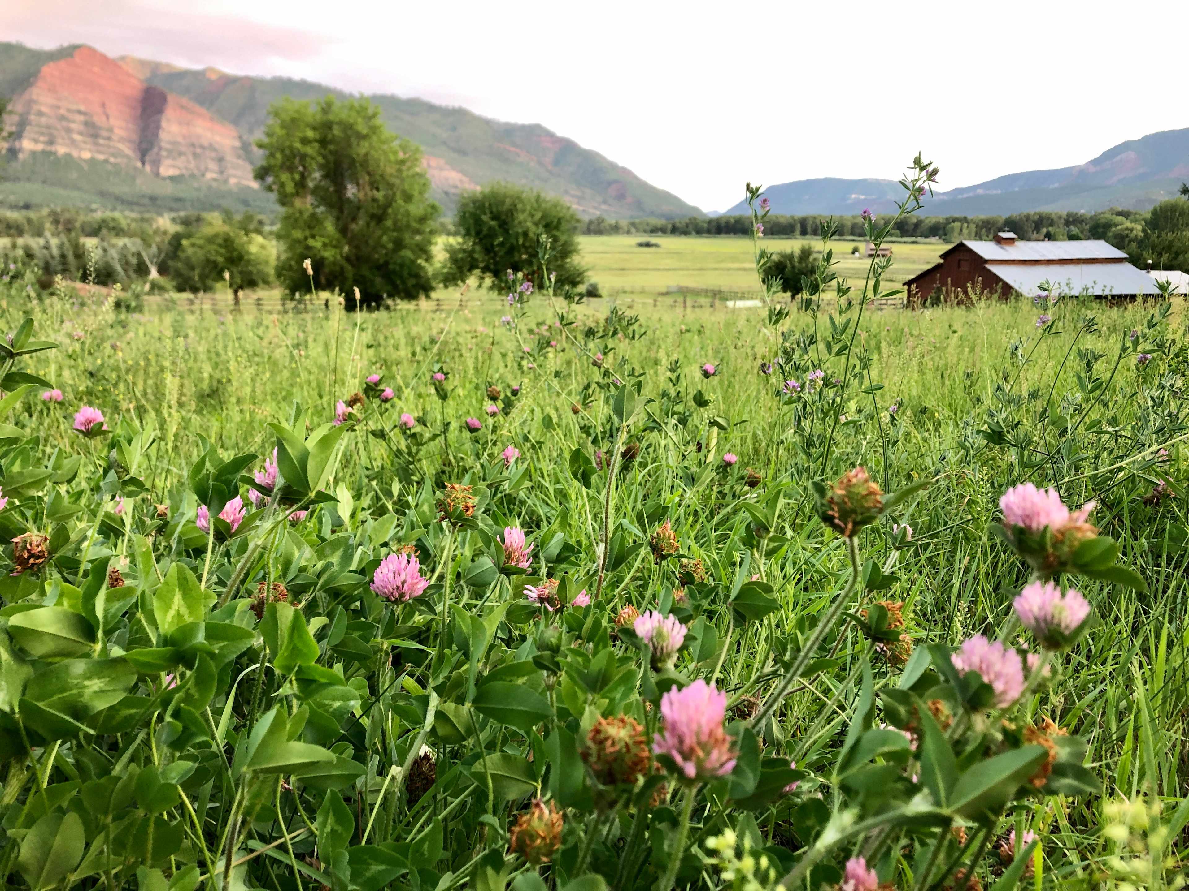 gorgeous wildflowers and views!