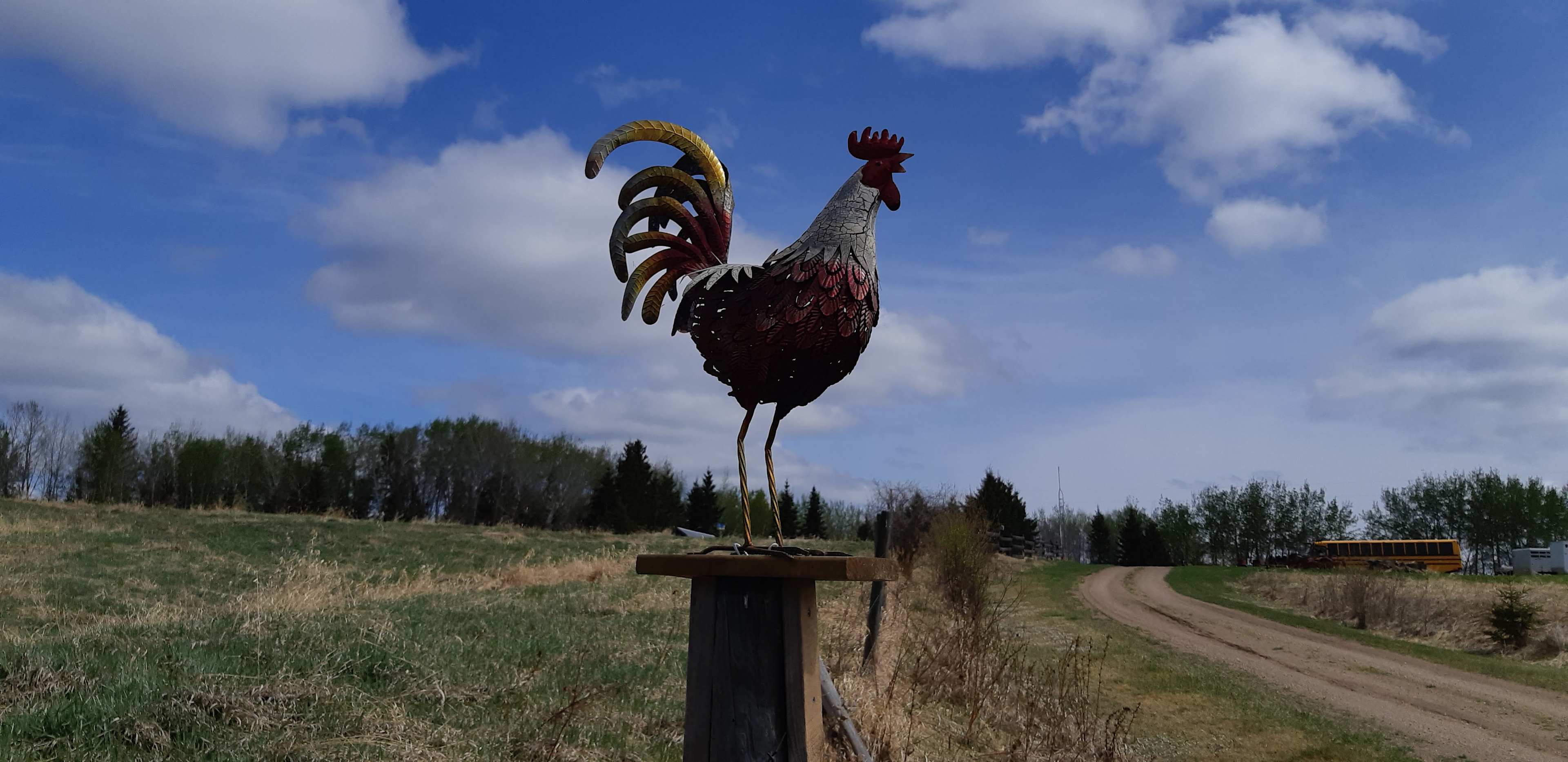 Driveway Rooster