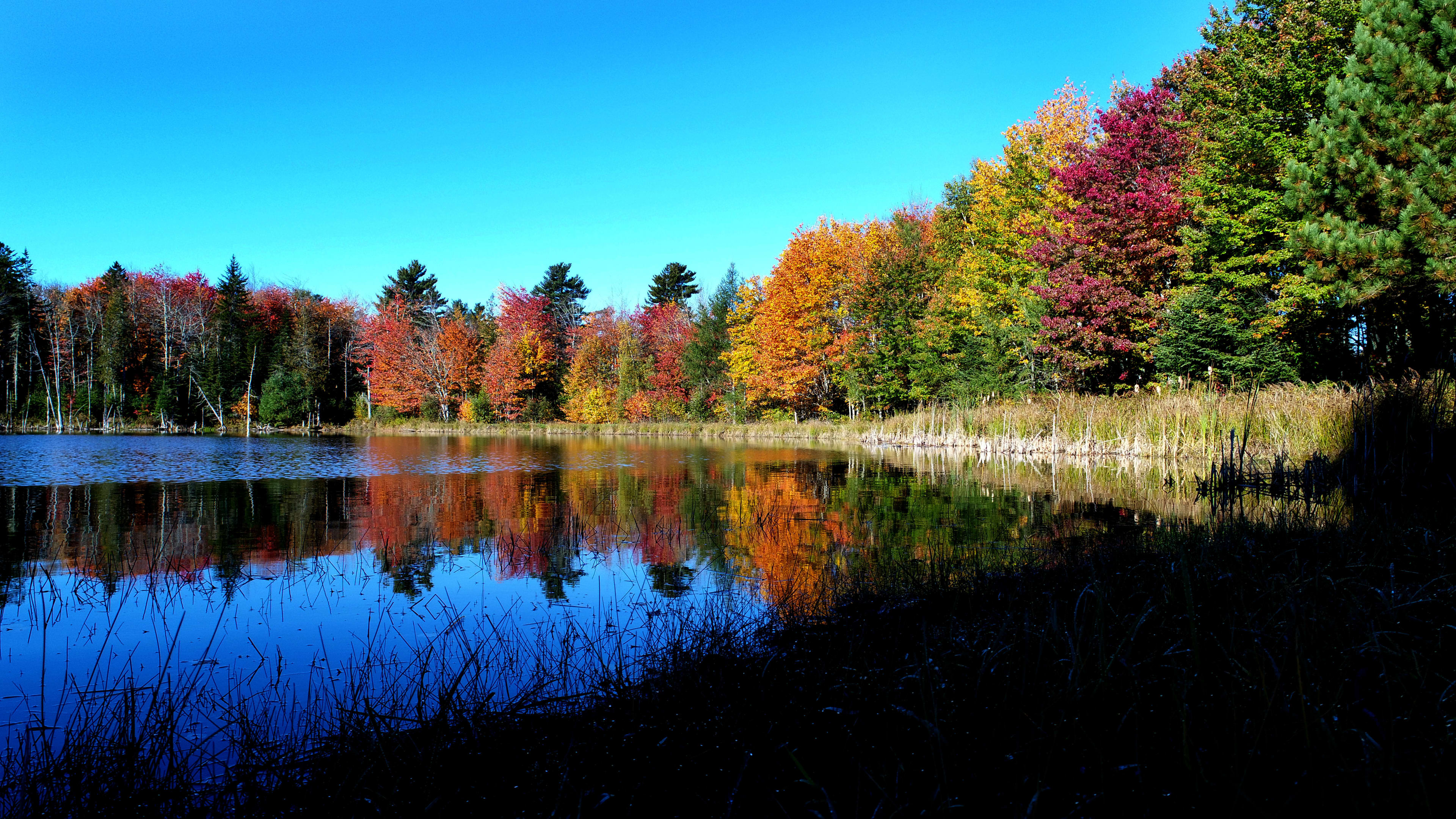 Fall color at 
True Serendipity Homestead