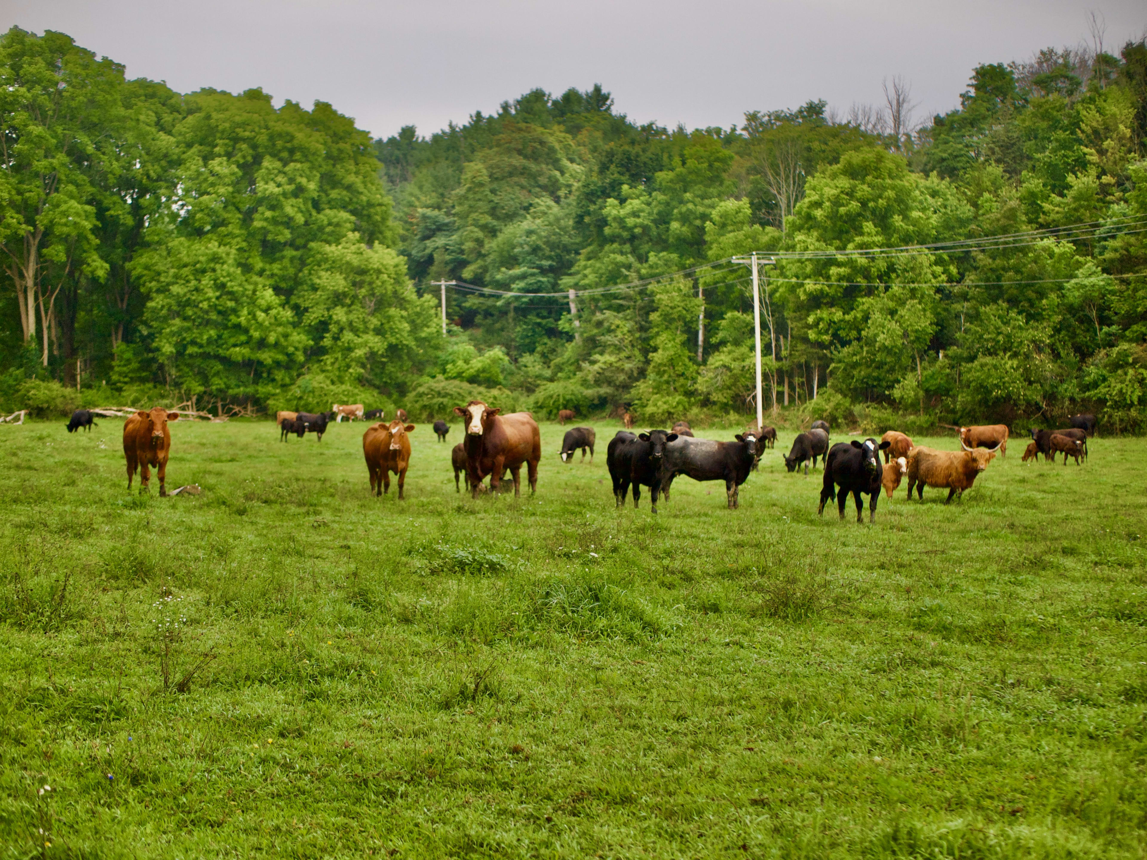 Grazing in the lower pasture
