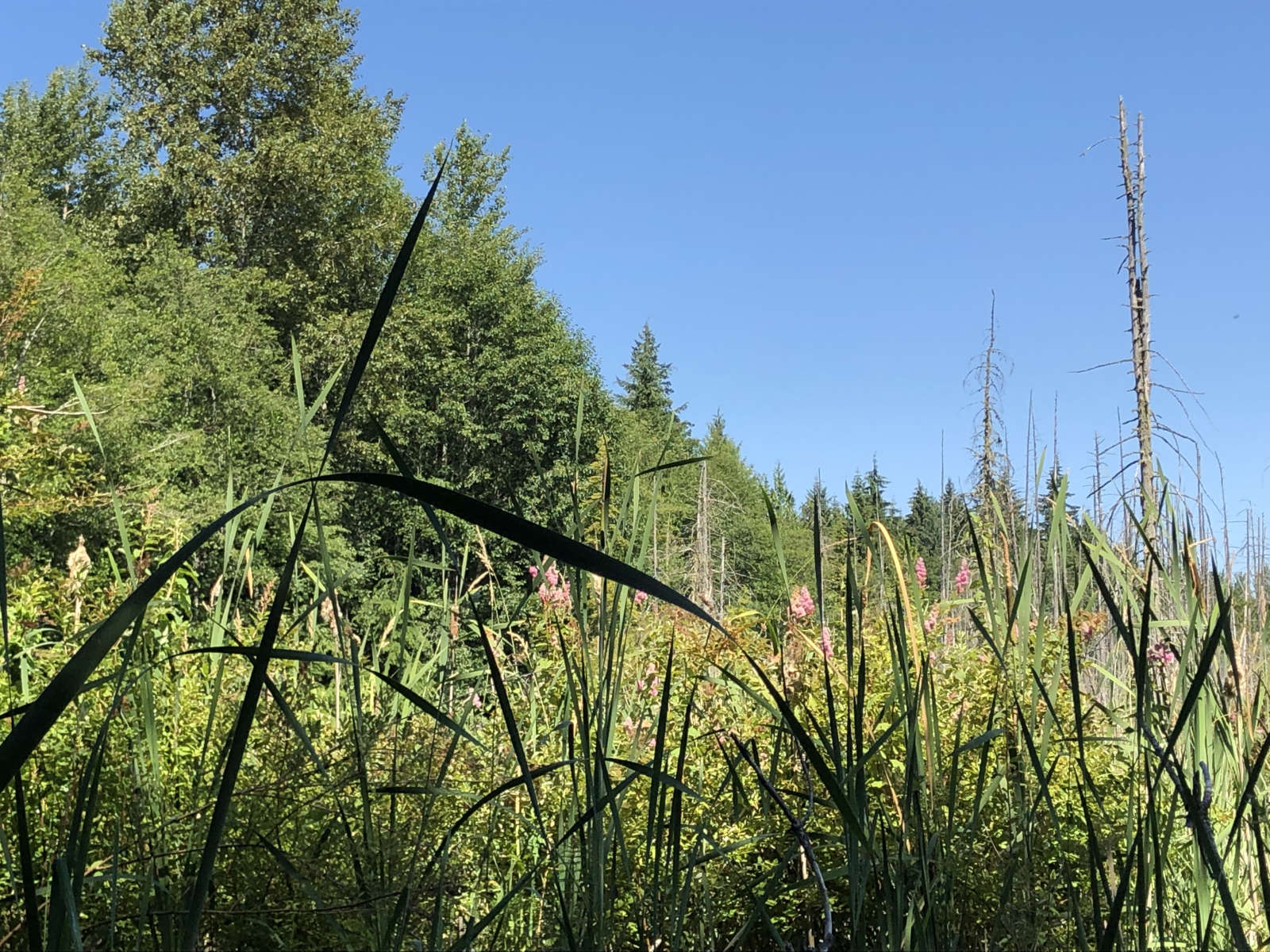 Part of the beaver pond as of July 2021. Lush vegetation makes for an amazing habitat for a variety of bird species and forest critters. 