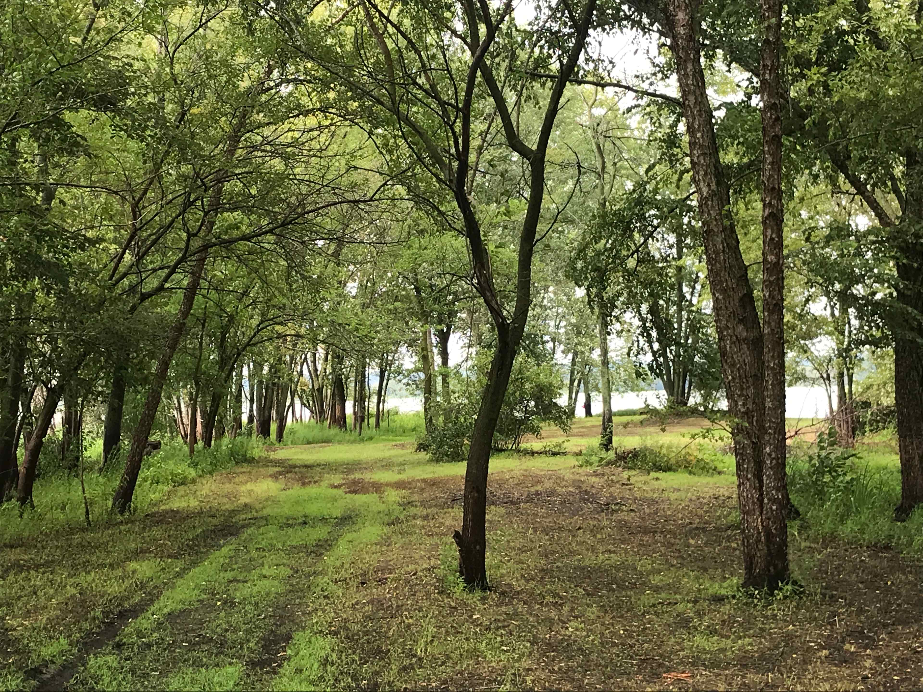 Trees are some of our best amenities- we also have finishing, biking,  sunsets and stars, This is the view of as you enter the peninsula area