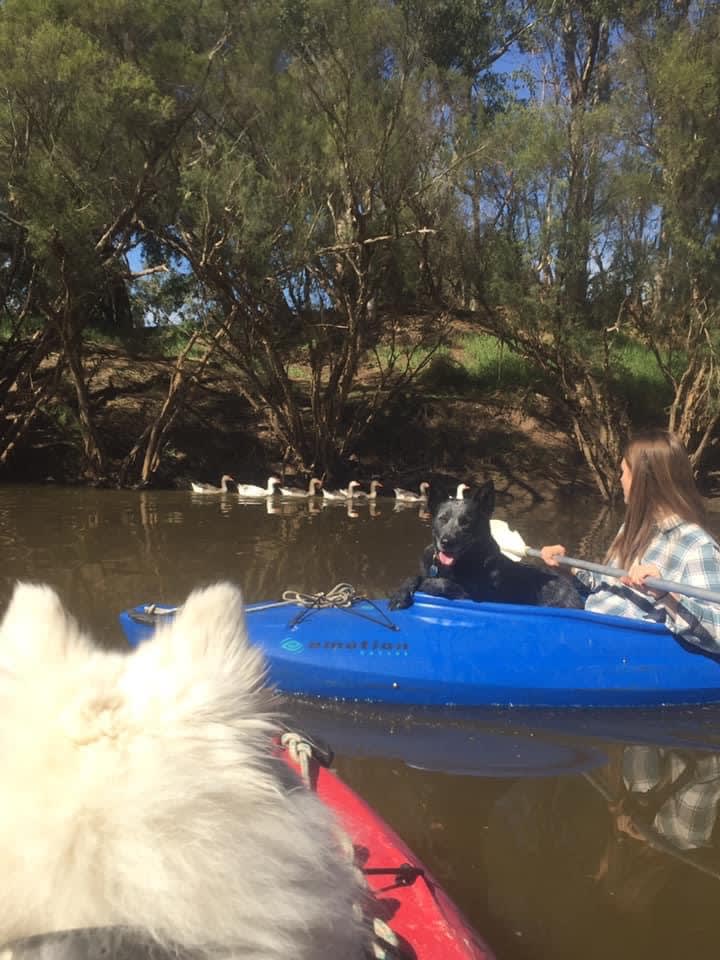Exploring the river you will see lots of wildlife including wild swans, geese, kookaburras  & fish