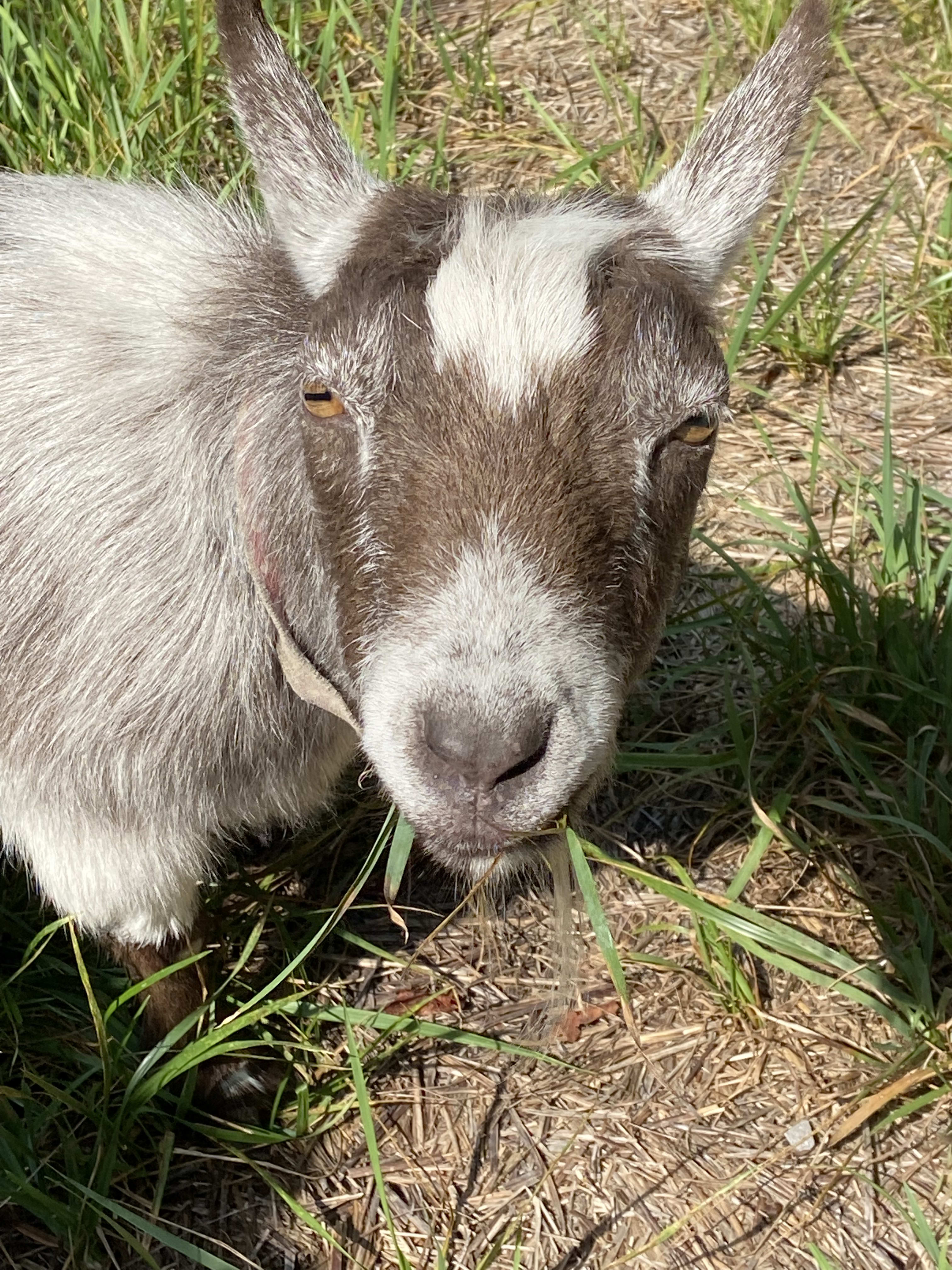Mitsy the pet goat! 