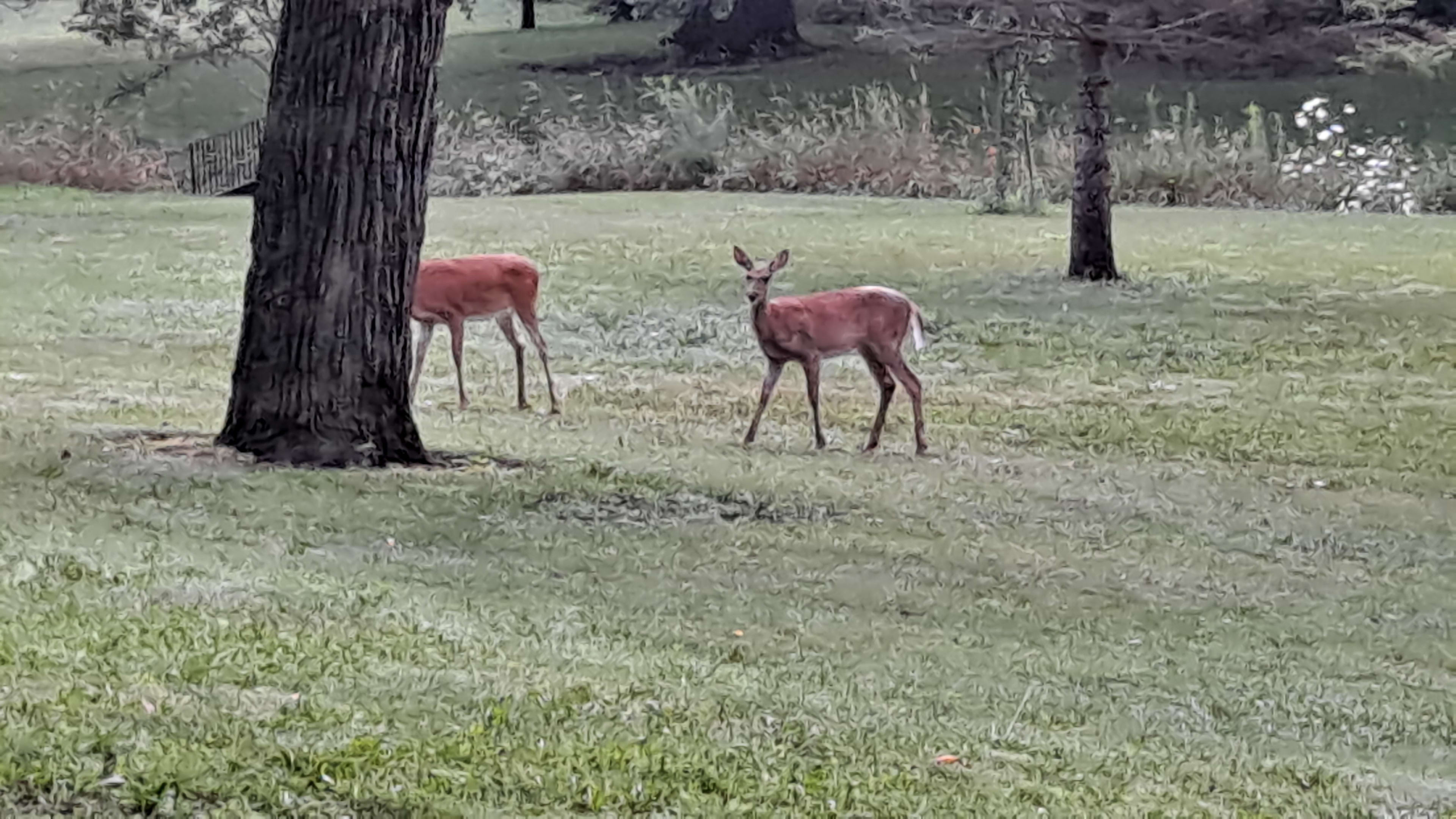 Deer just strolling around campsite this morning.