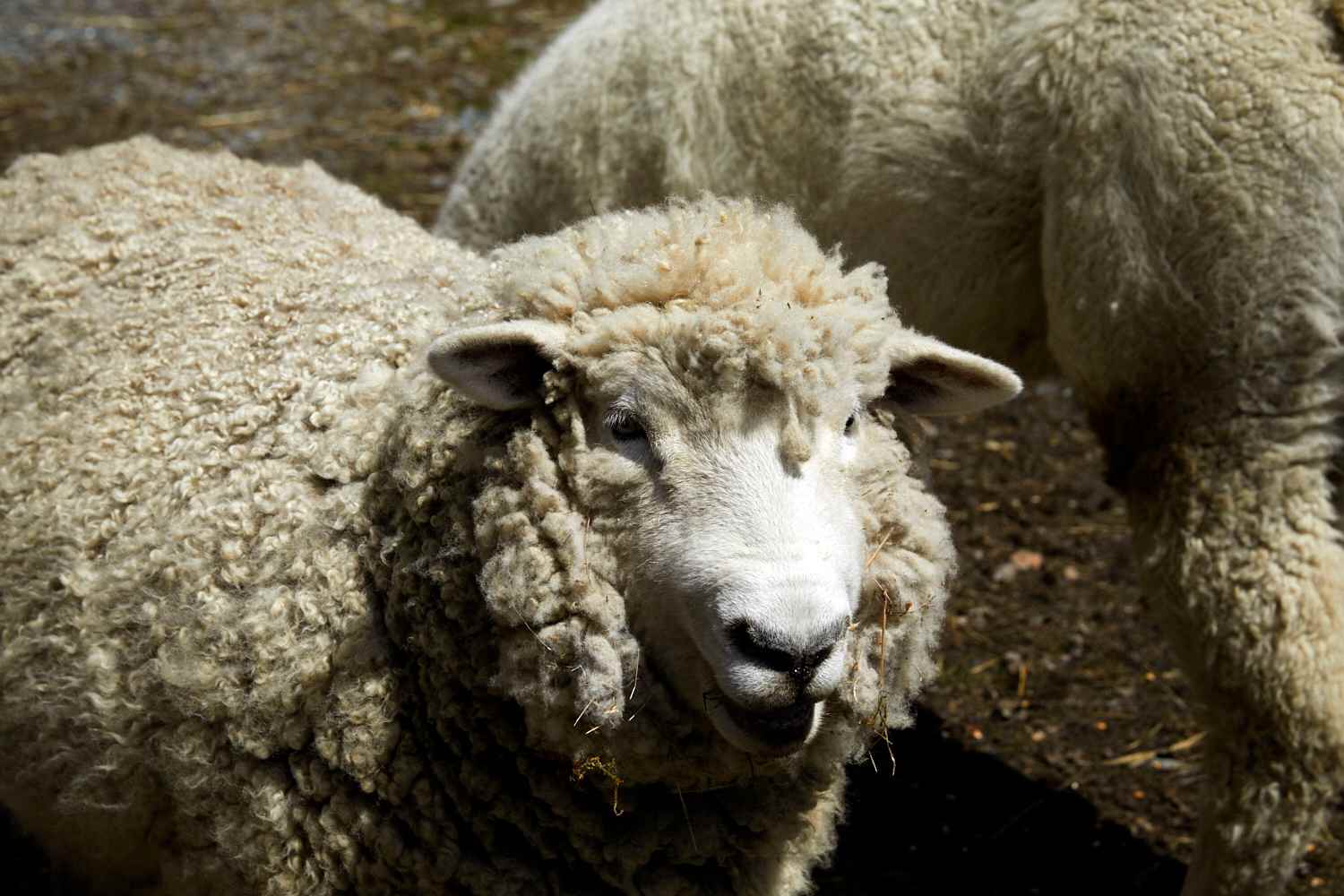 Willoughby Farm Animal Rescue