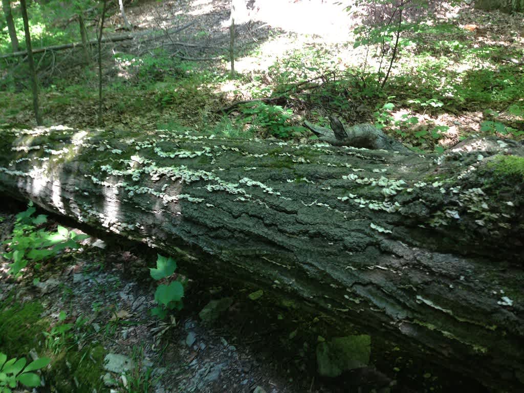 James Baird State Park