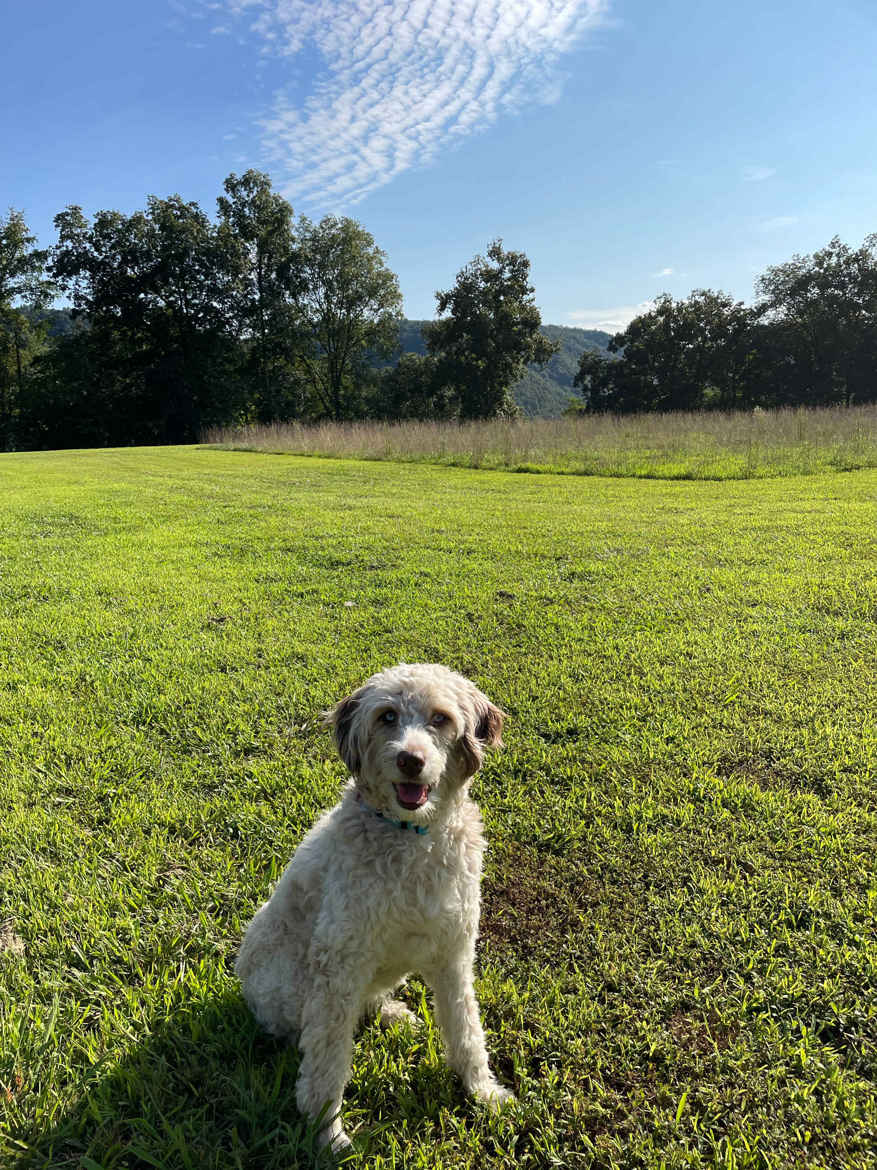 My dog loved it best of all 