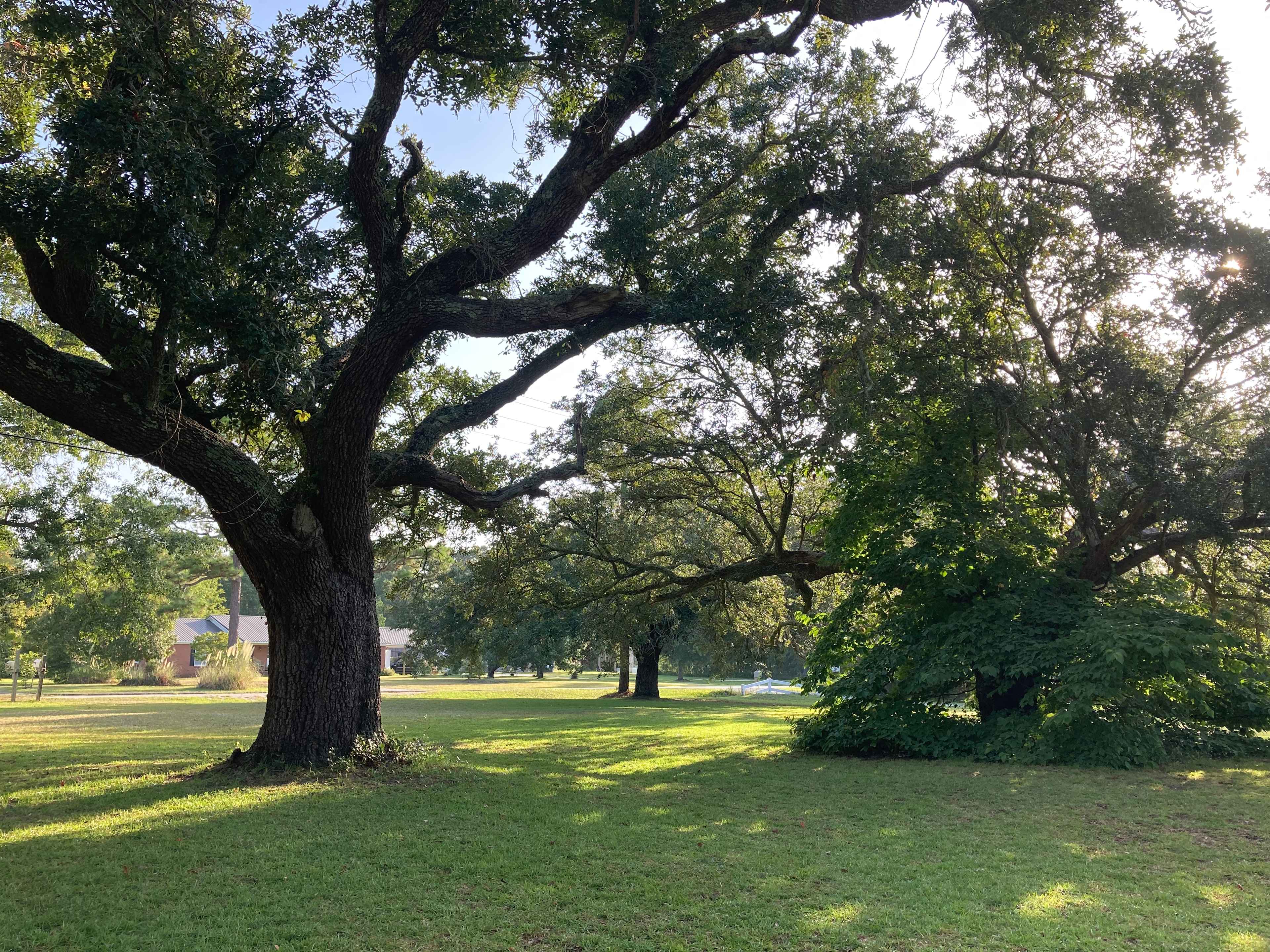 Live Oaks Farm