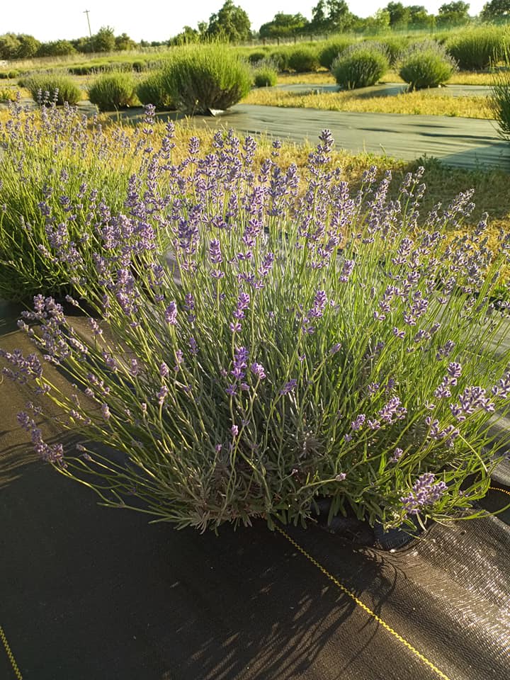 Organic Lavender Field