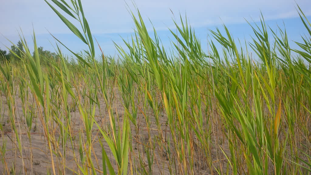 Port Burwell Provincial Park