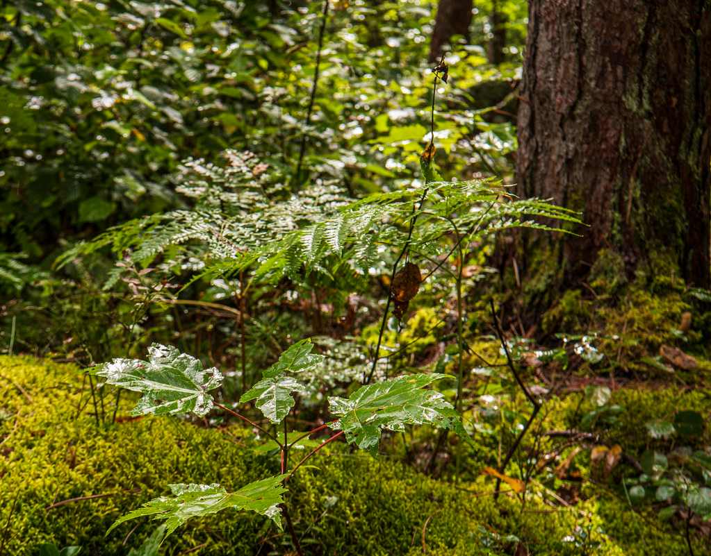 Samuel de Champlain Provincial Park
