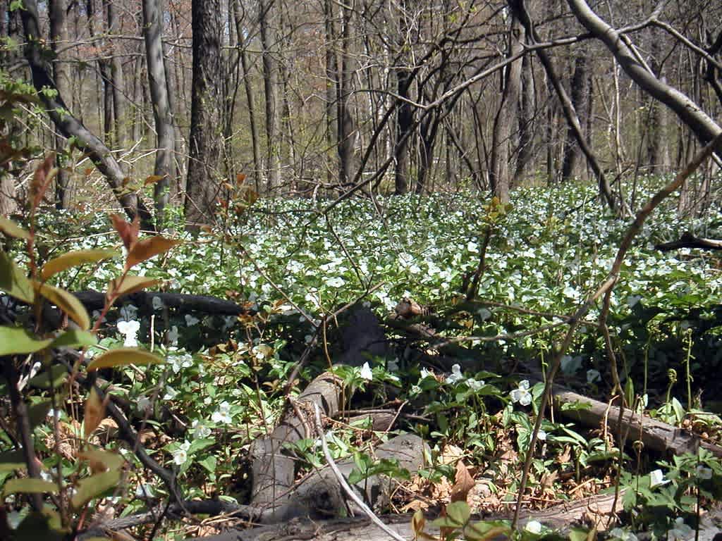 Trillium Woods Provincial Park
