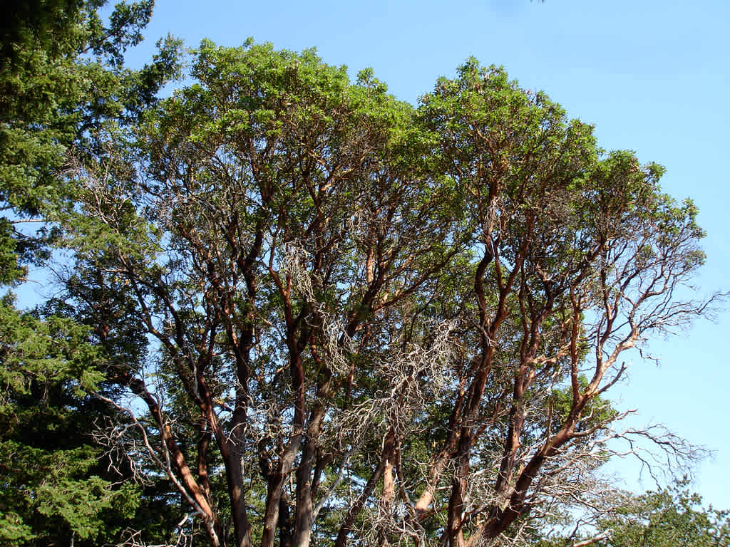 Arbutus Grove Provincial Park