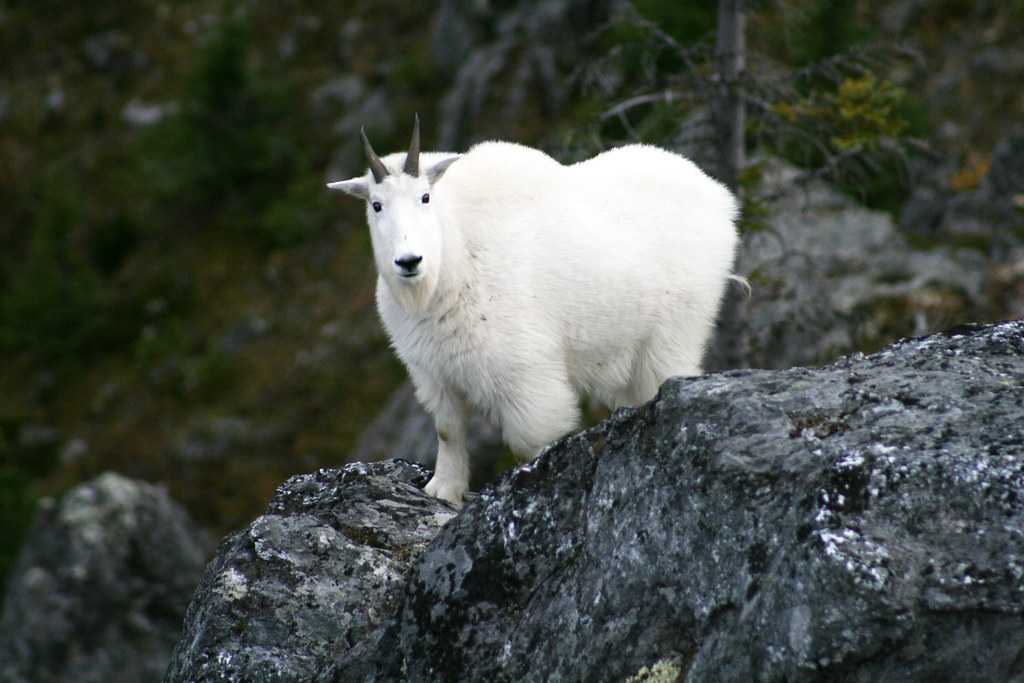 Babine Mountains Provincial Park