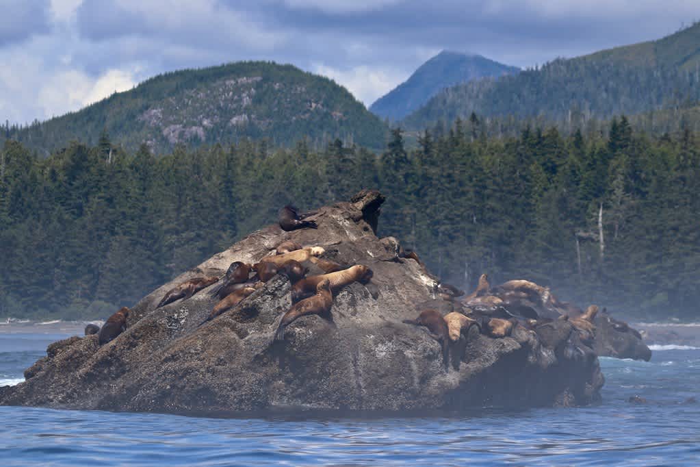 Carmanah Walbran Provincial Park
