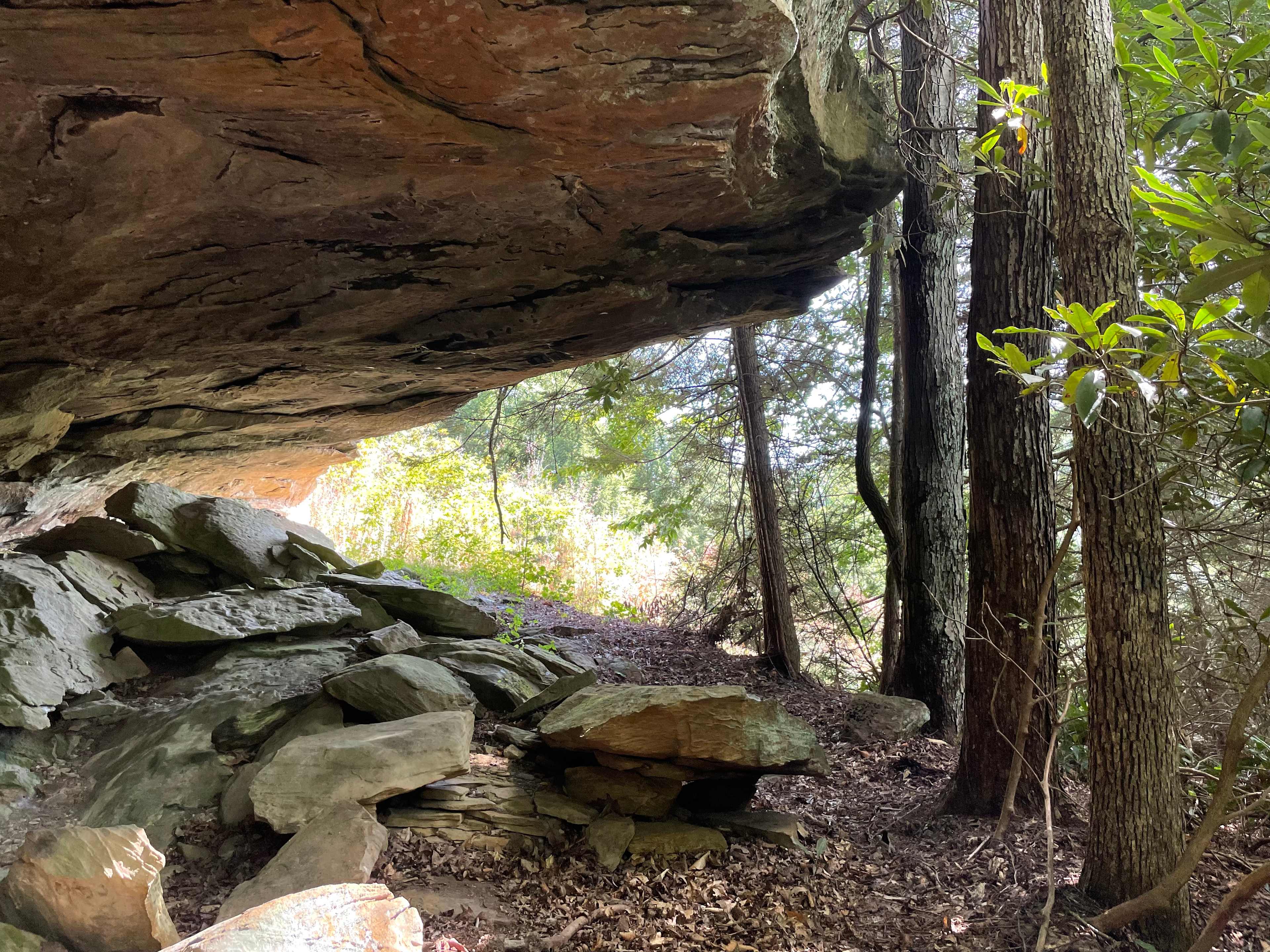 Hardwood forest
