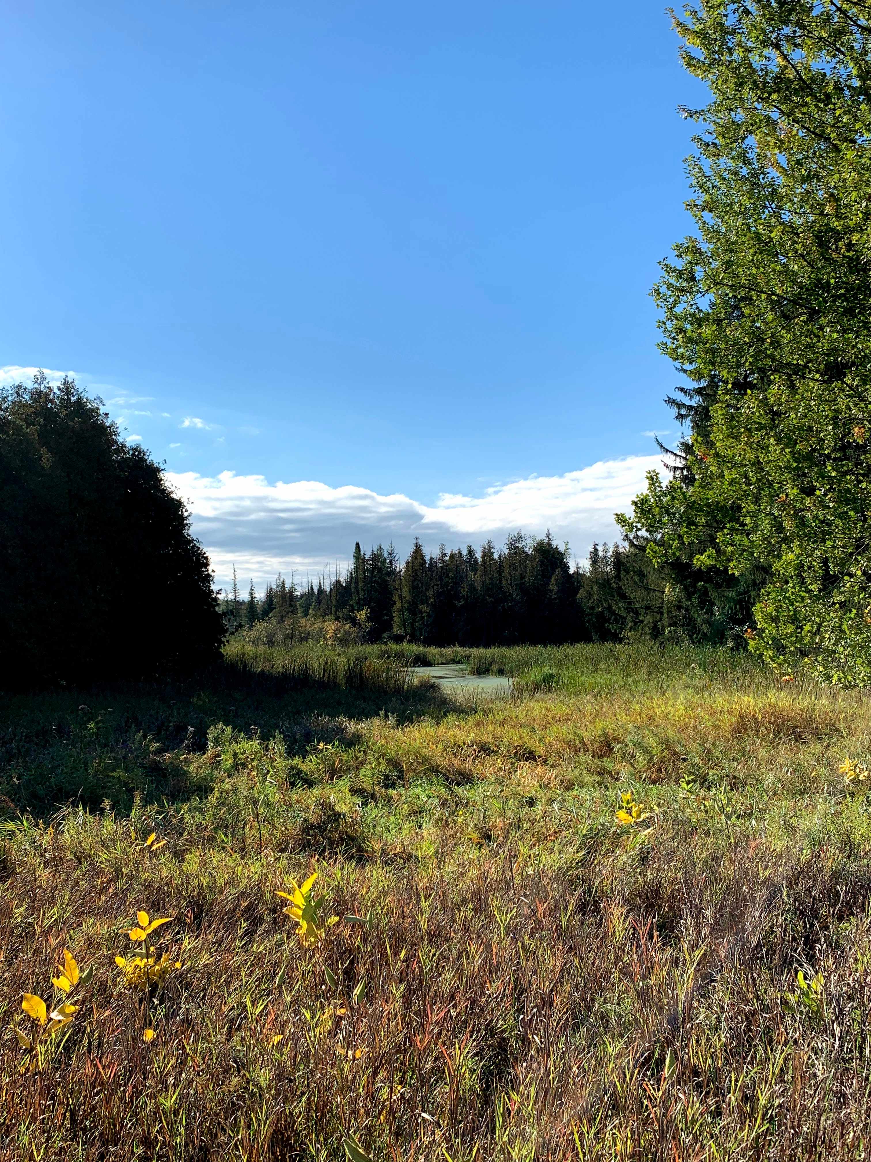 View of the pond in the morning. Perfect for a relaxing canoe ride, view during breakfast, or if you're lucky, a place to see frogs and other animals around.