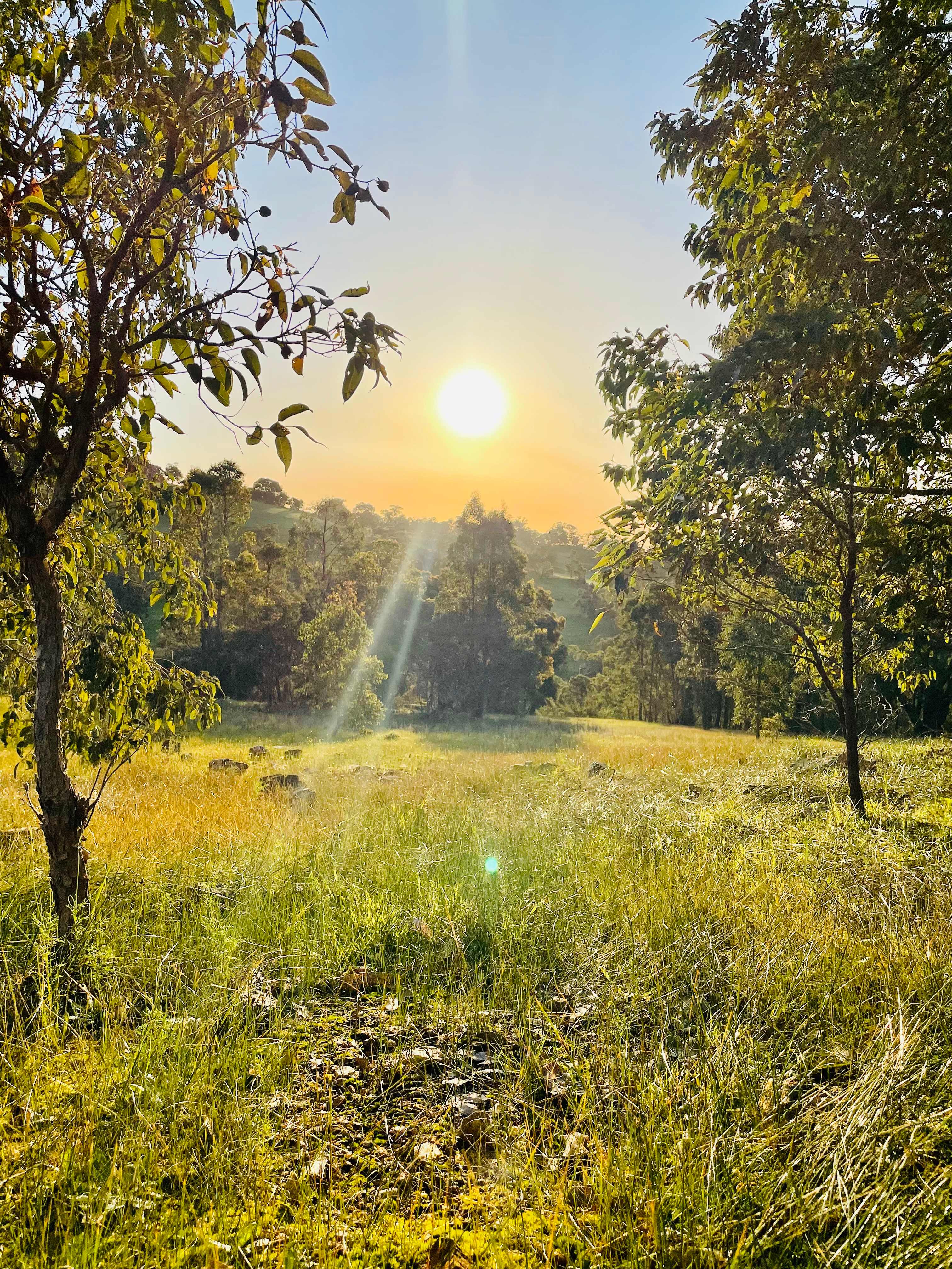 100-Acre Woods