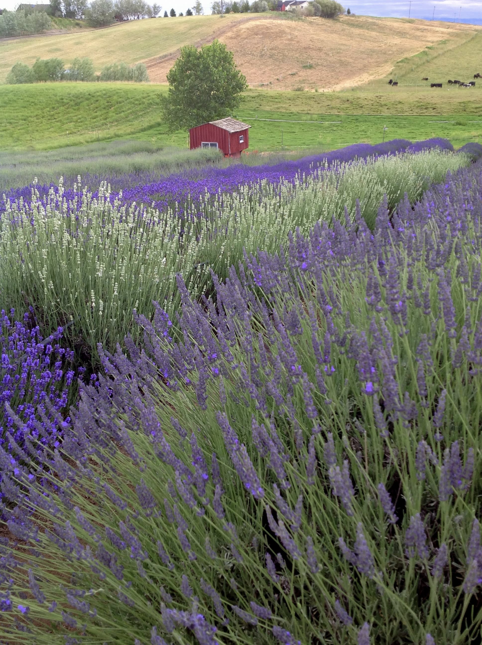 Little Red Shed in lavender field