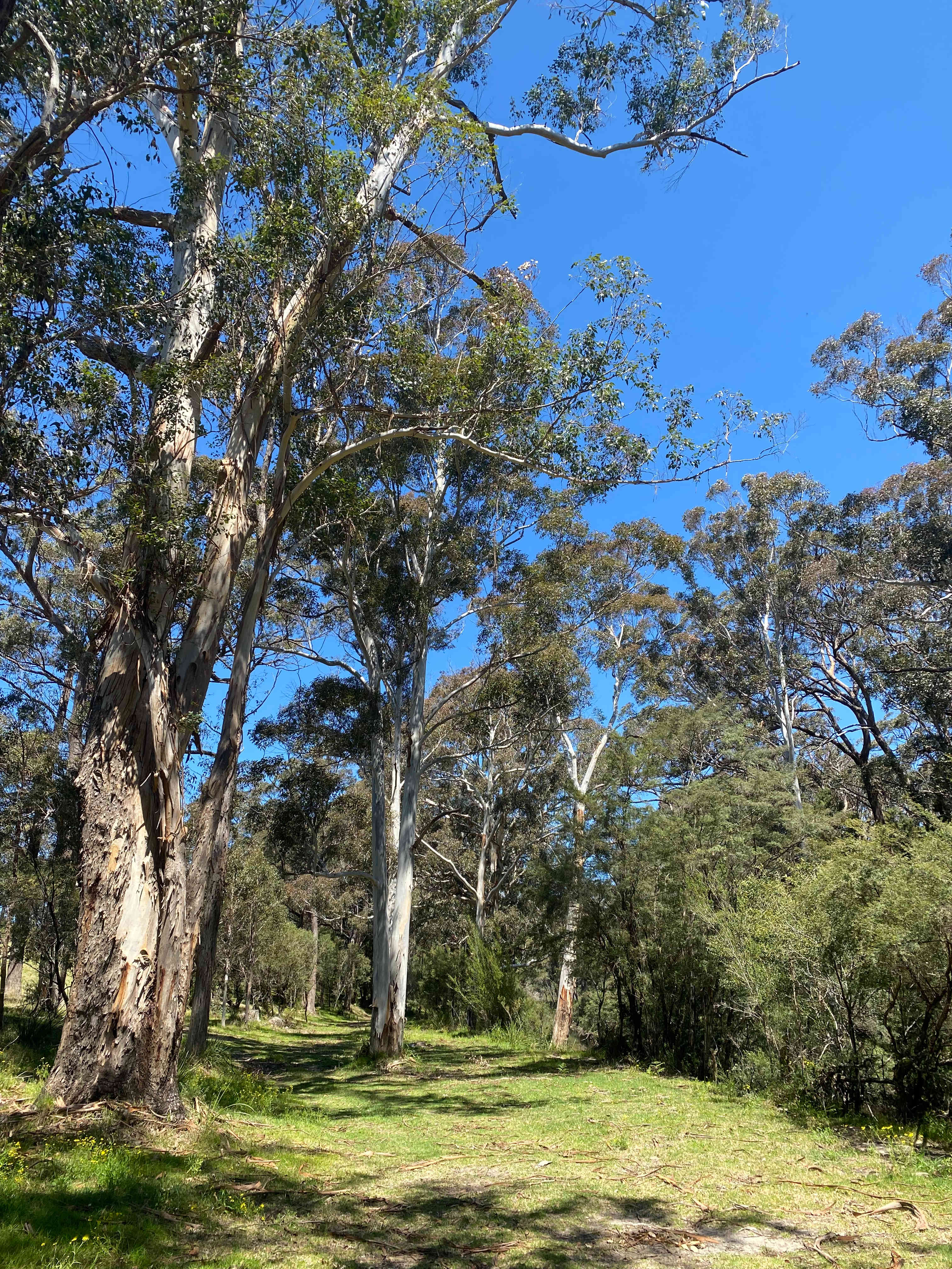 Lots of flat areas to play along the creek bank