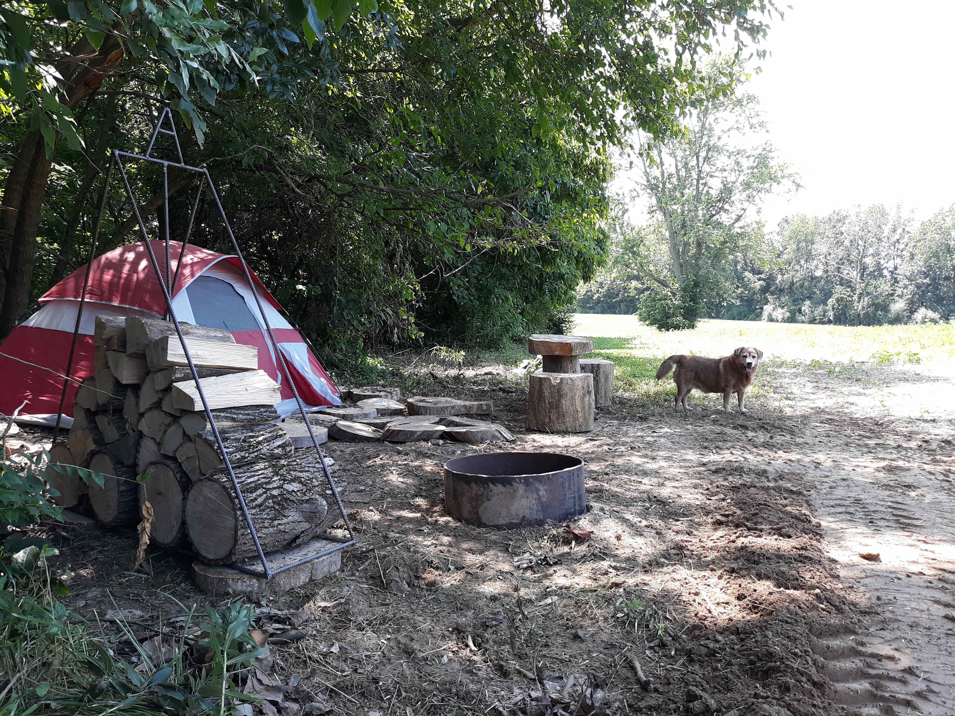 Camp with Alpacas at Aris Farm