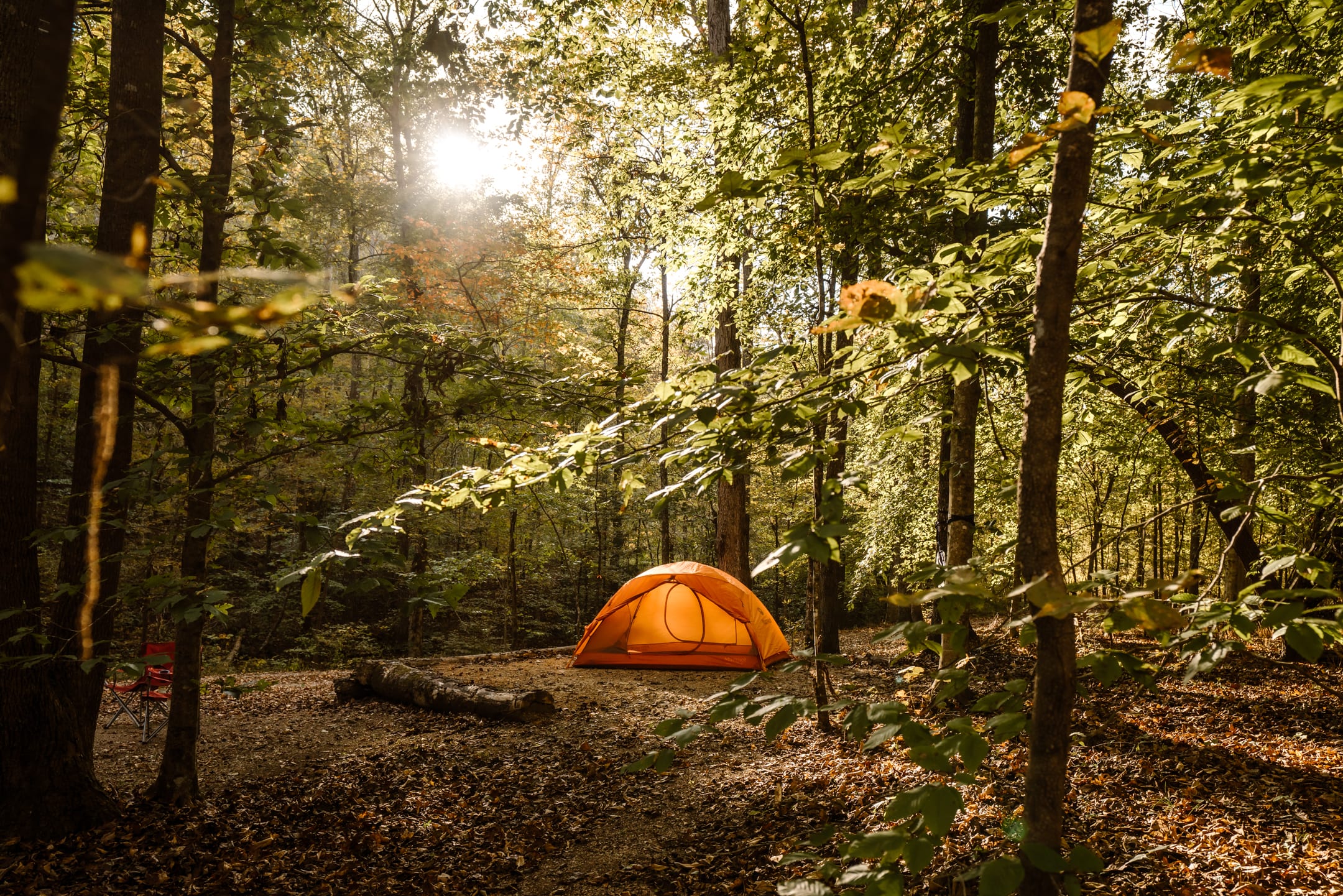 The tent sites are nestled in the forest and surrounded by trees.