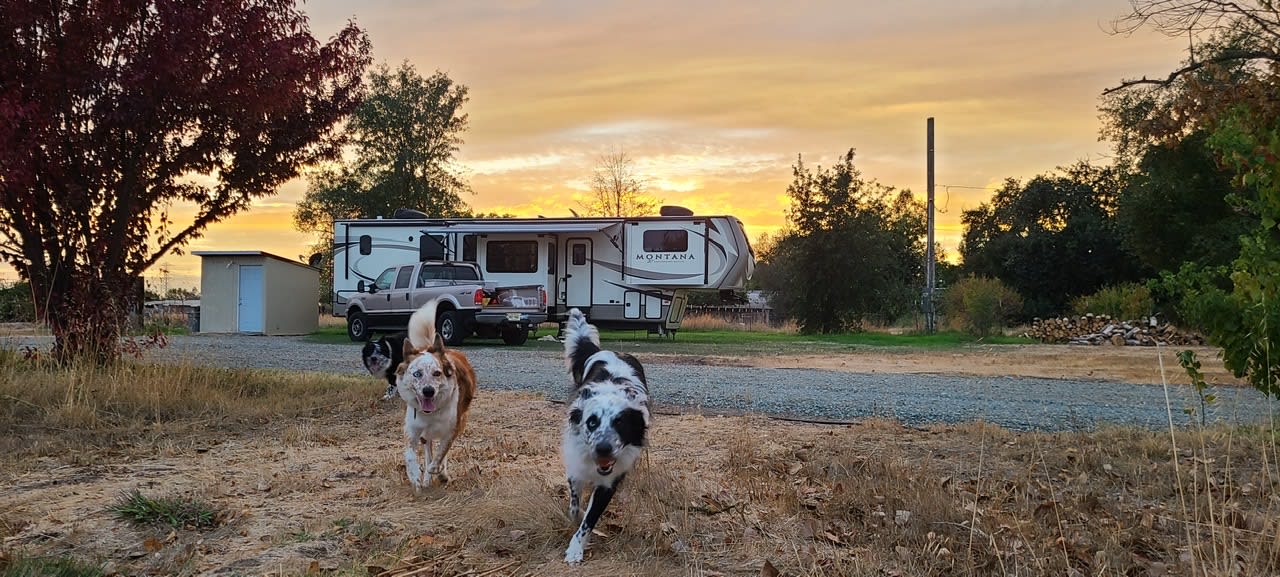 Even the dogs love the RV campsite!