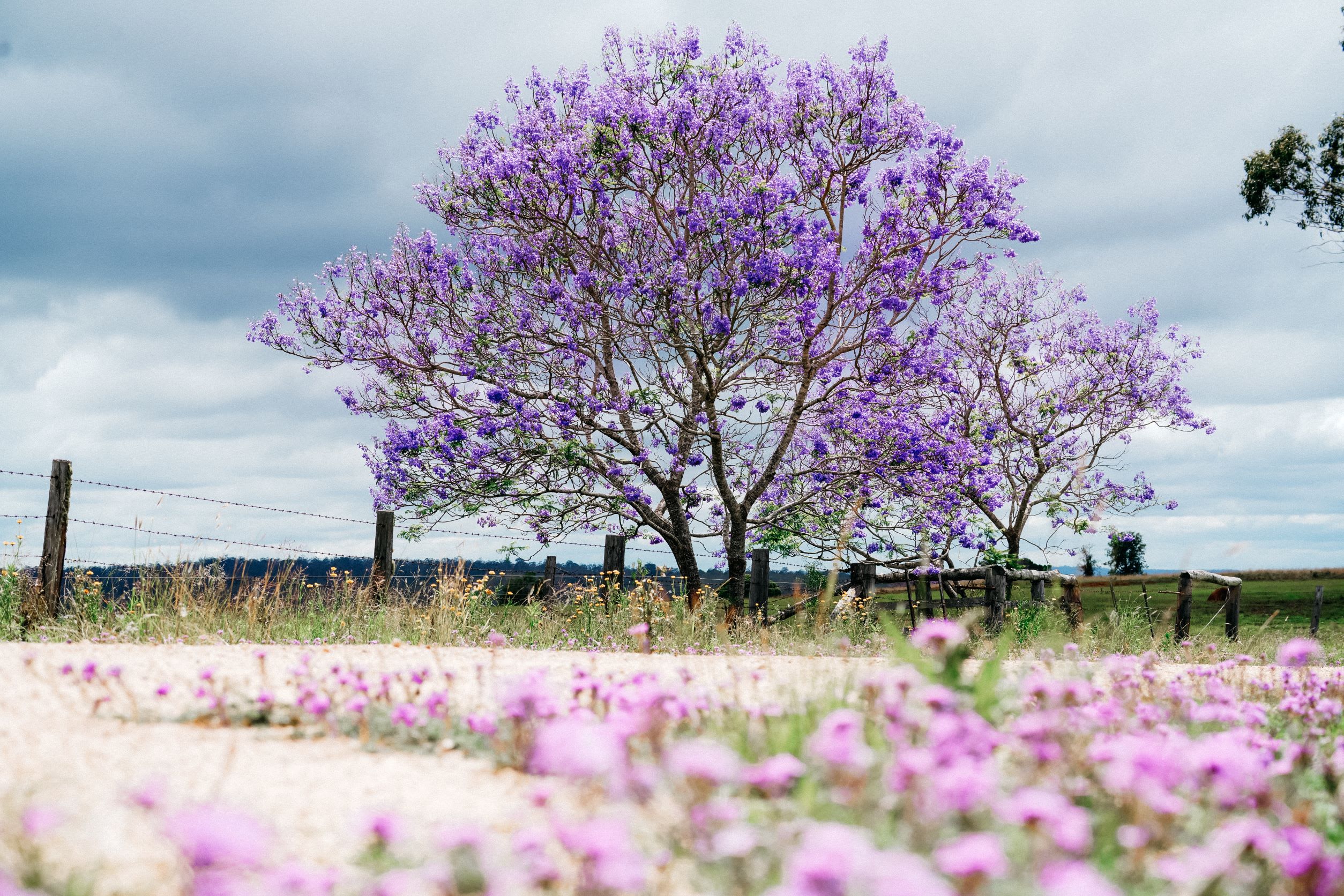 a beautiful Jacaranda in bloom just down the road from the gates of the property, wildflowers litter the roadsides in the springtime