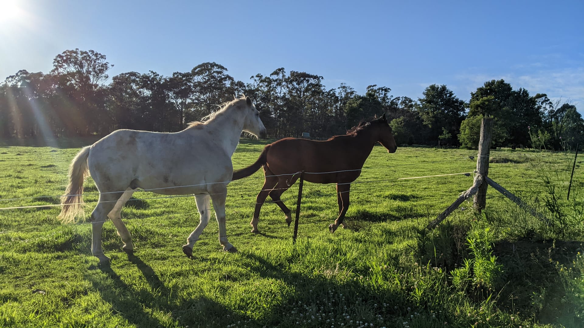 Silky Oaks Flower Farm