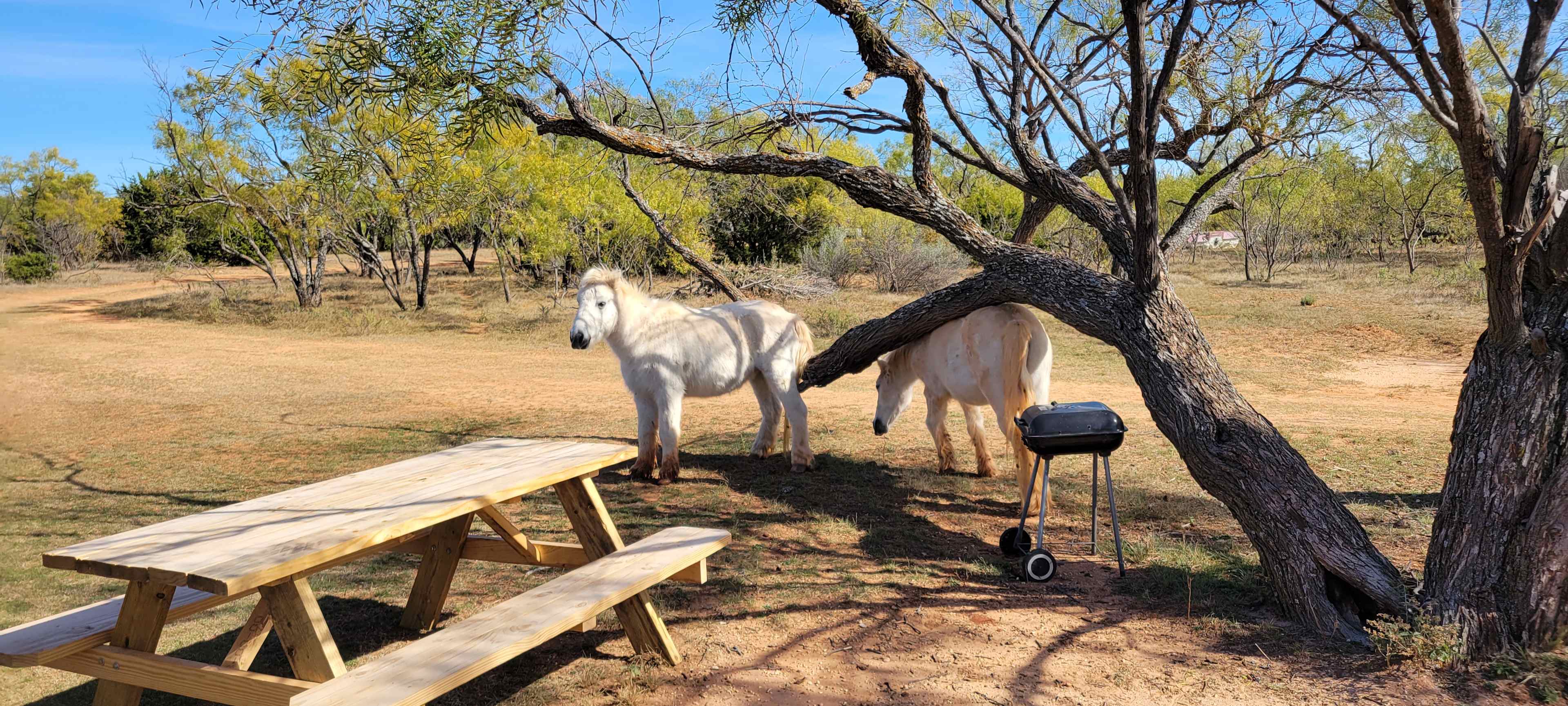 Two other horses that would visit.