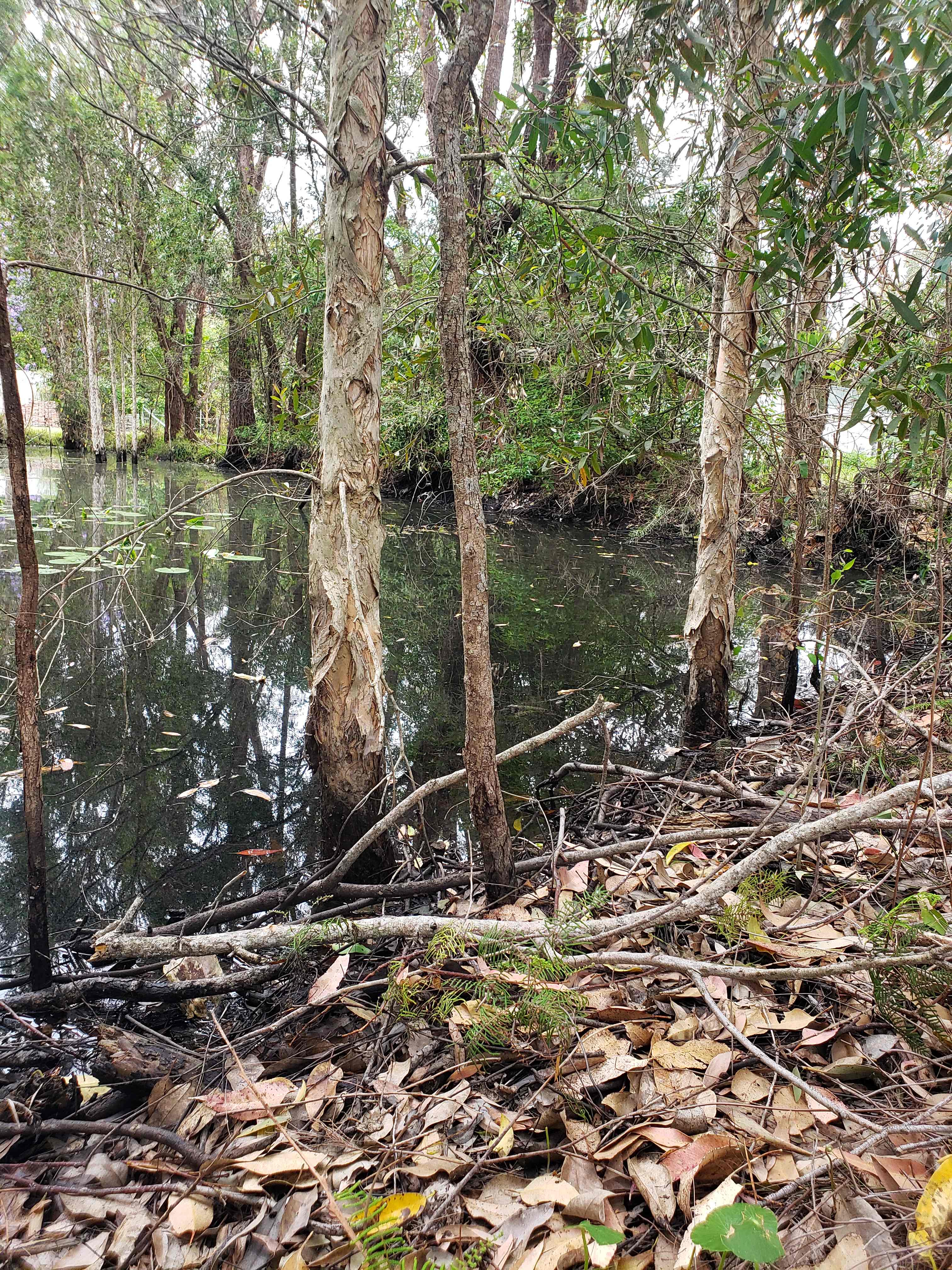 Lily pond.....a magical spot!