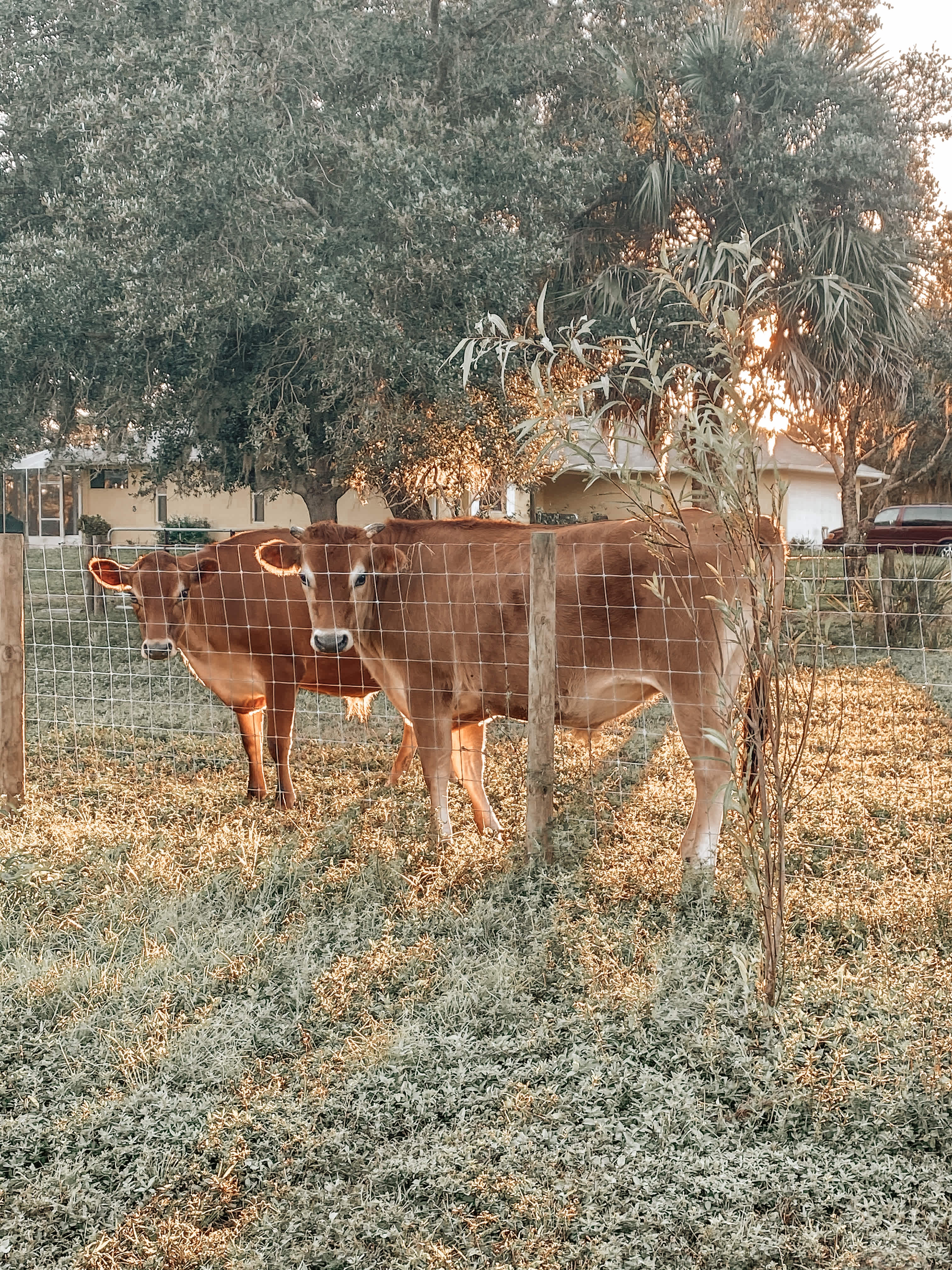 Beautiful cows next door. 