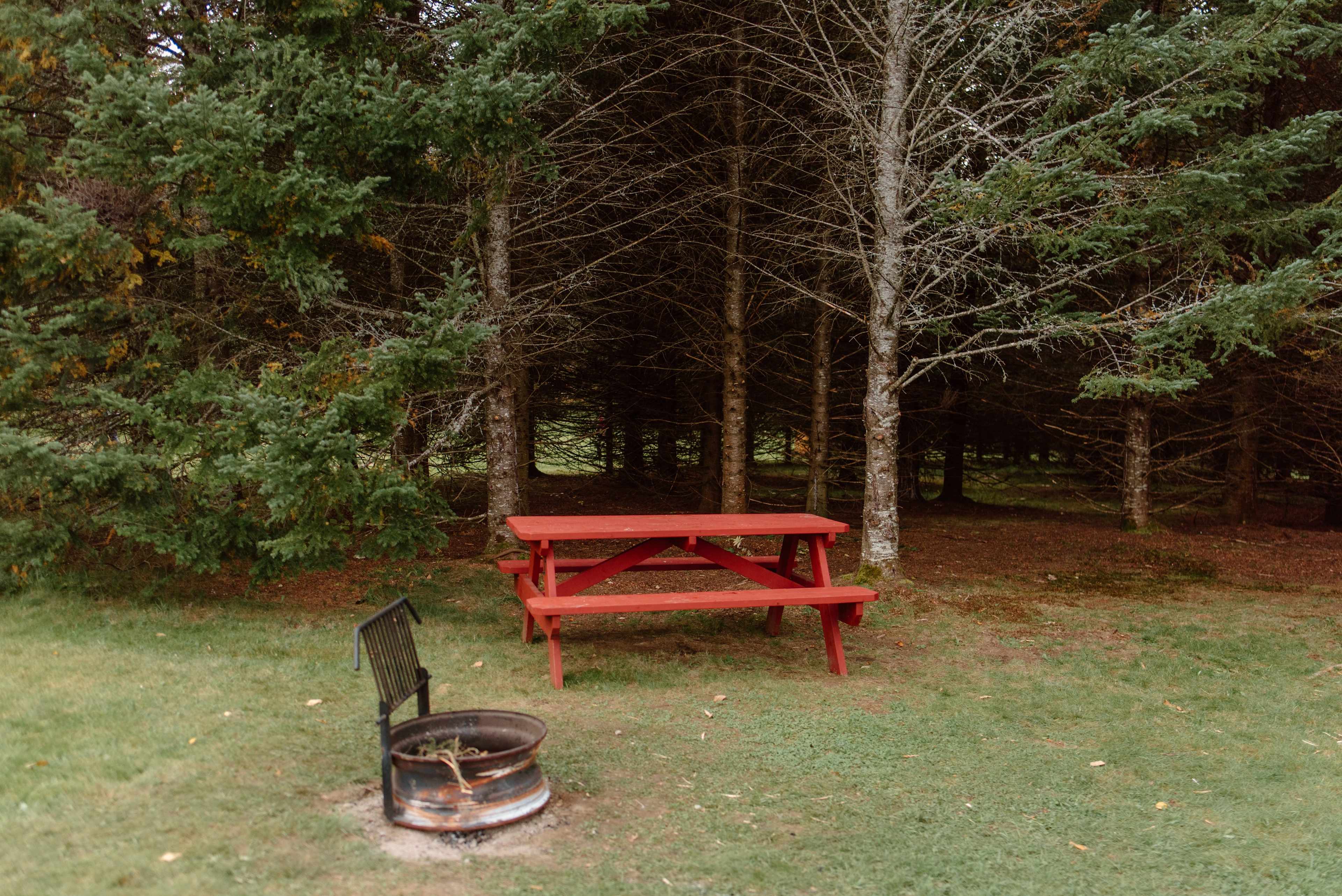 one of the sites lining the overgrown Christmas tree farm