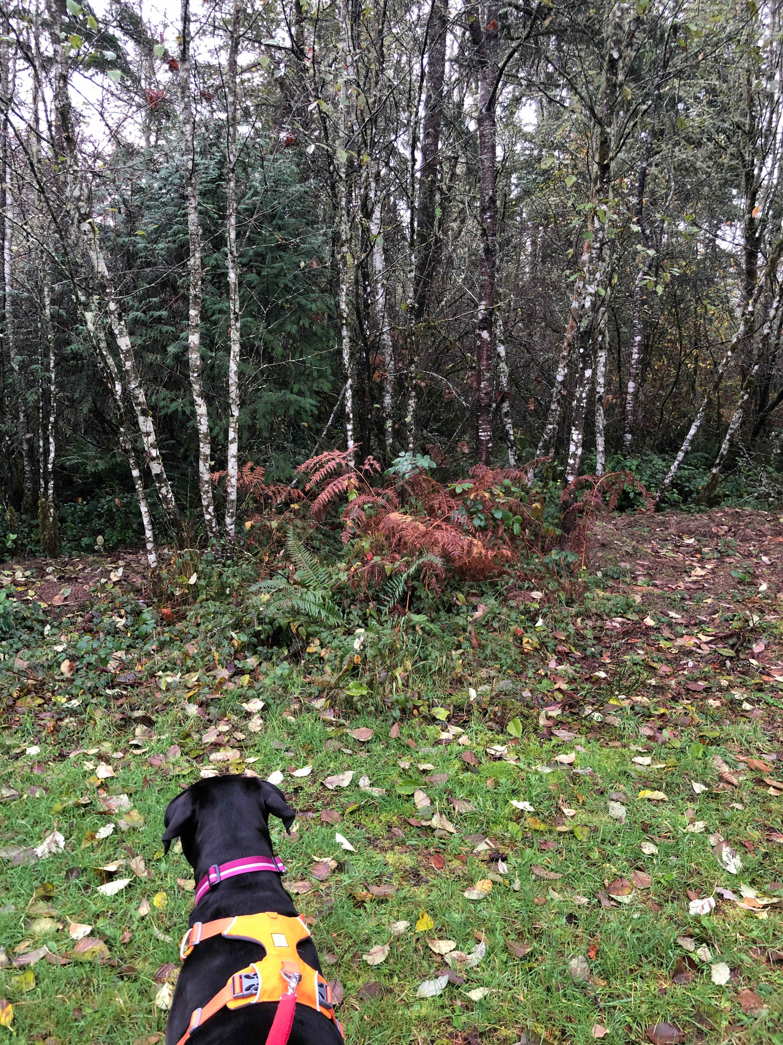 Awesome woods 