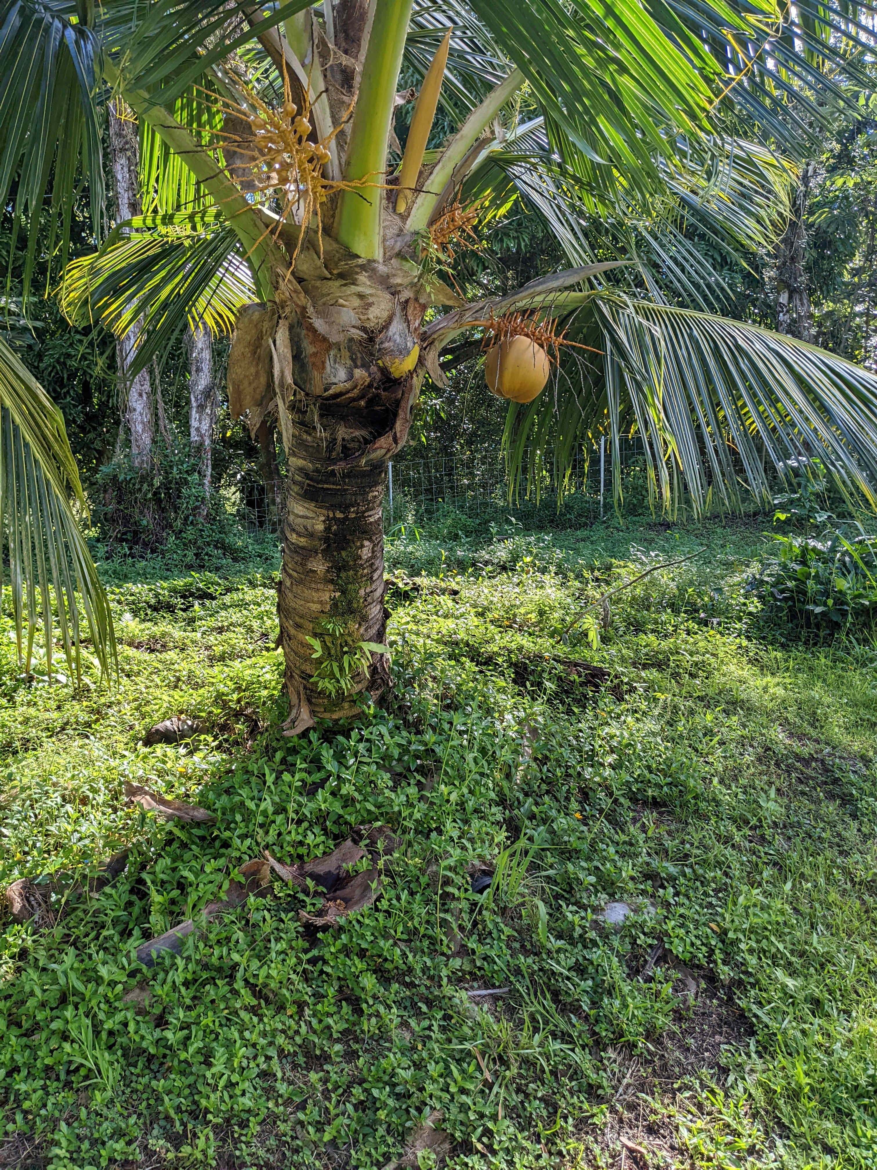 Farm to Table Hawaii