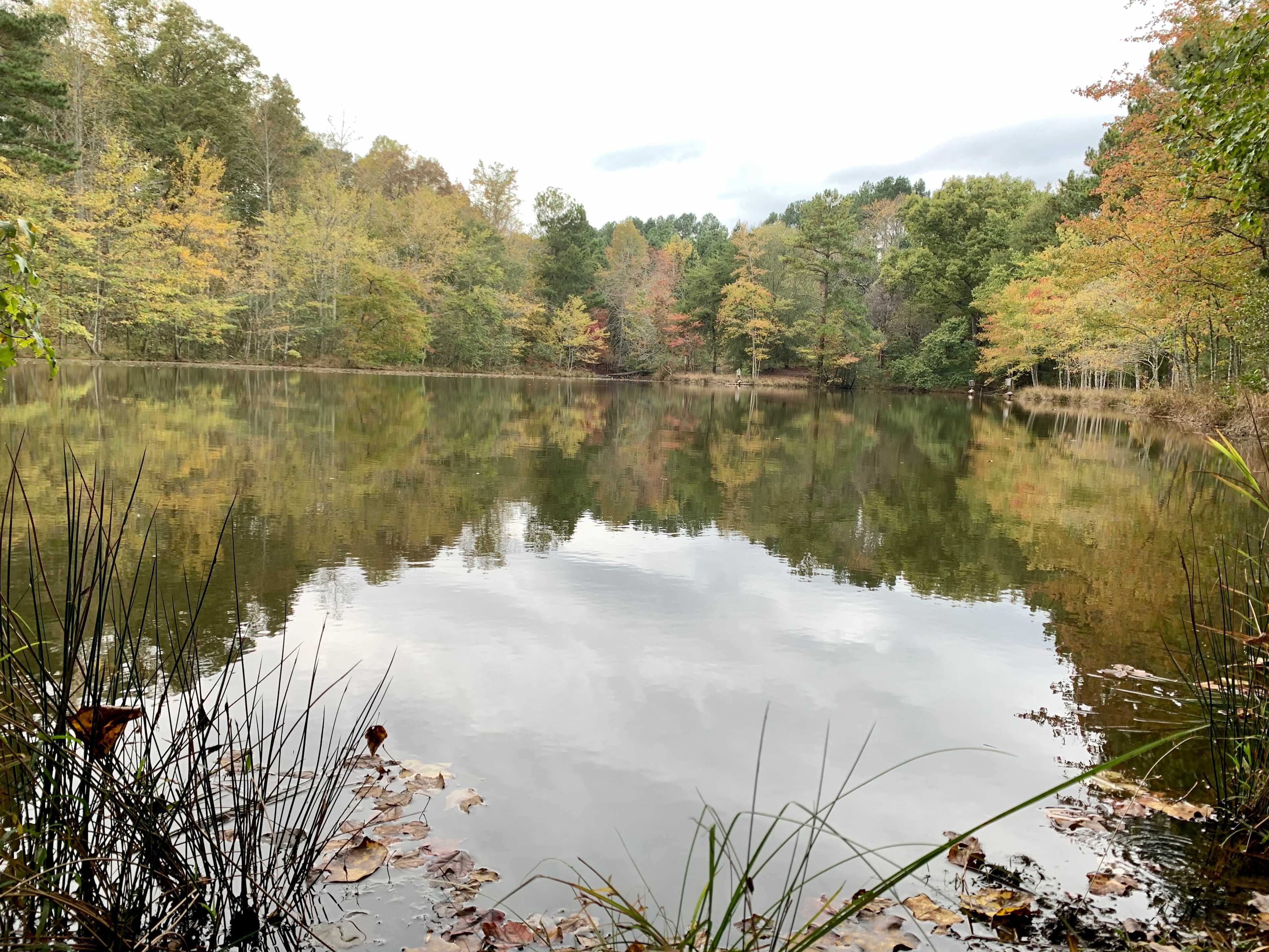 View of duck boxes across pond