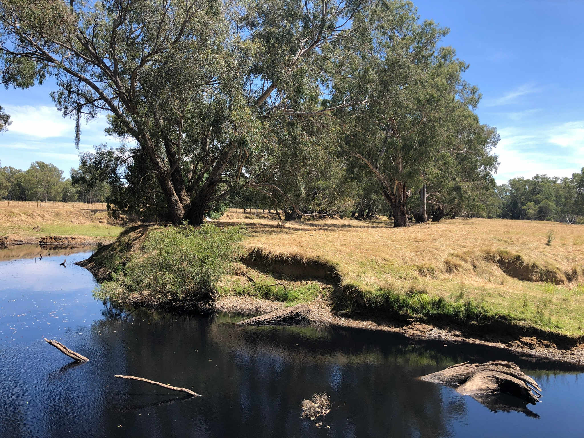 Camp Ovens
