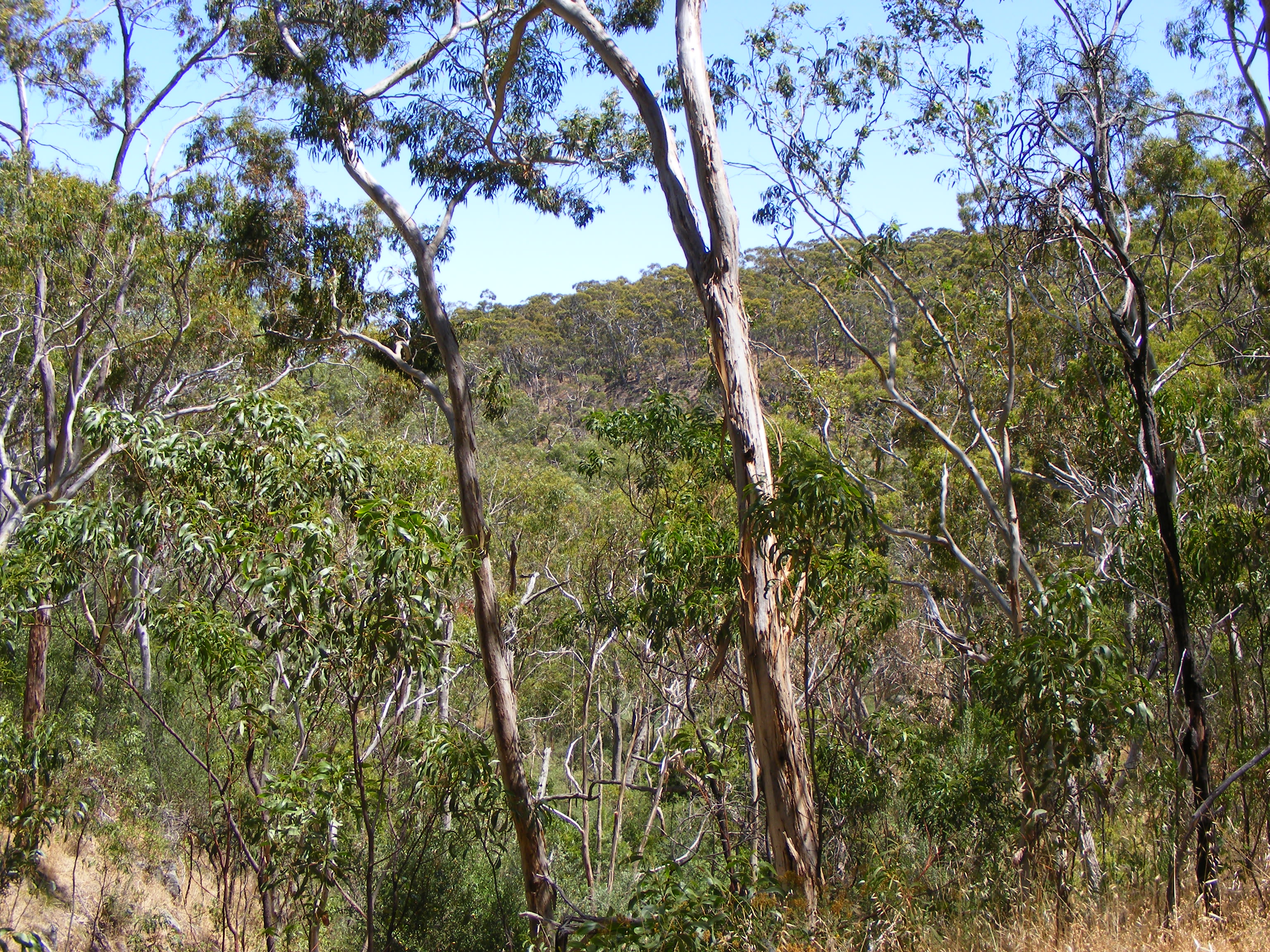 Belair National Park