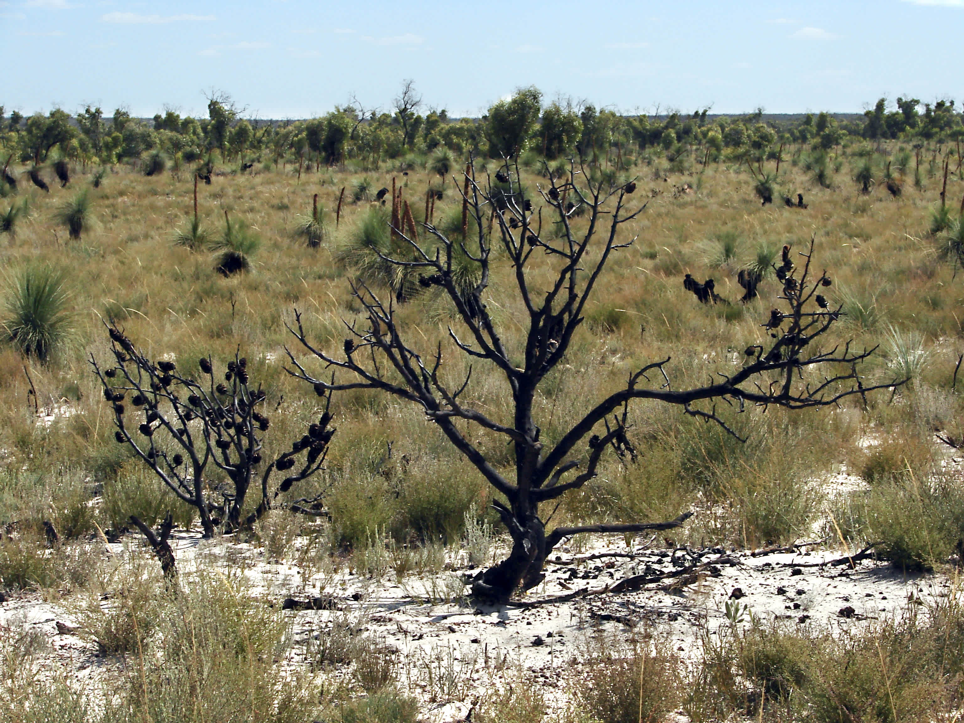 Little Desert National Park