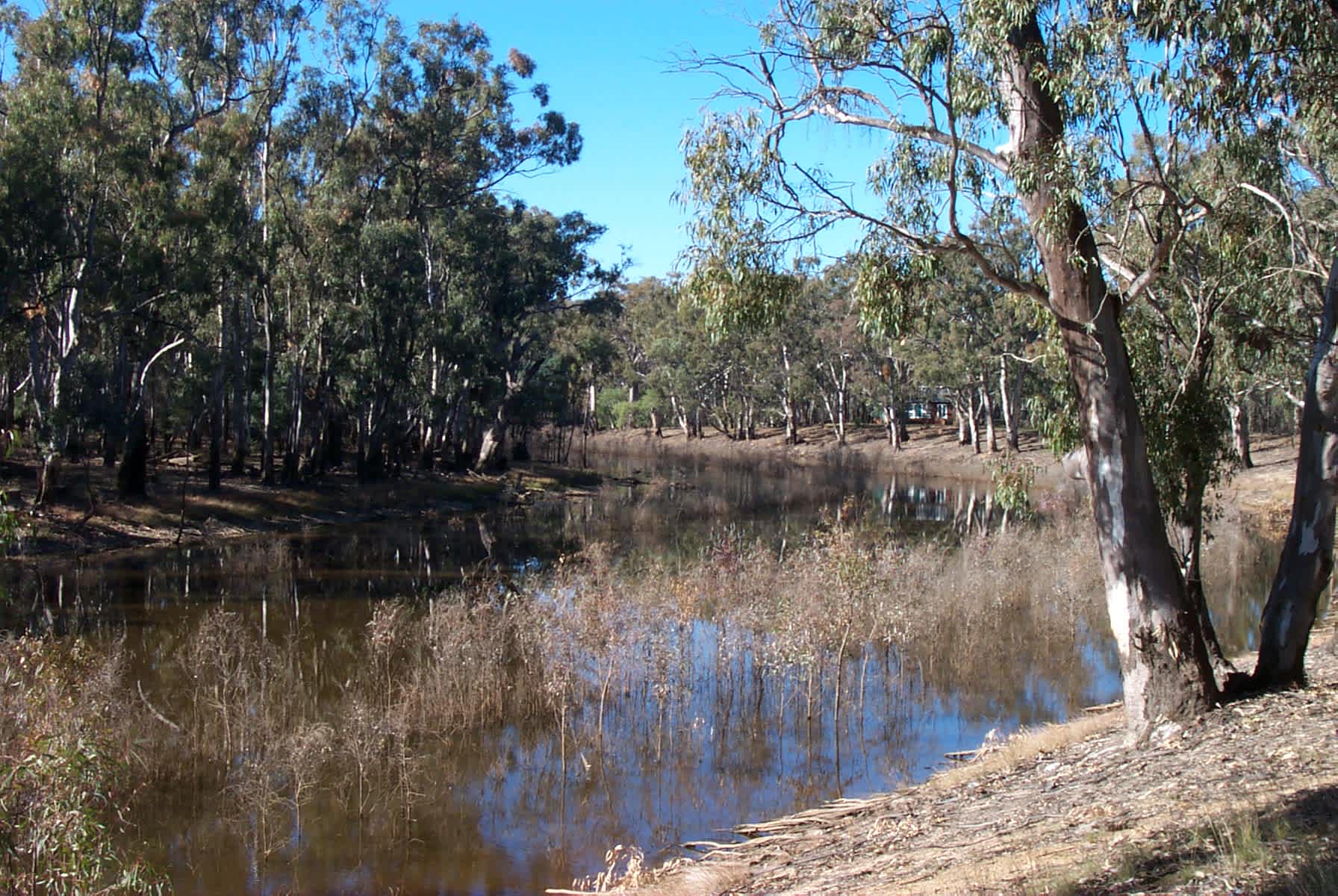Barmah National Park