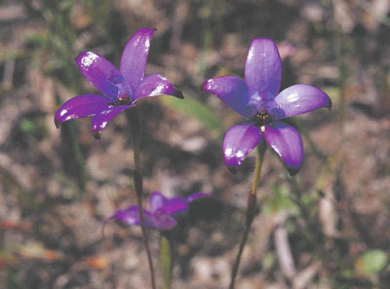 Kalamunda National Park