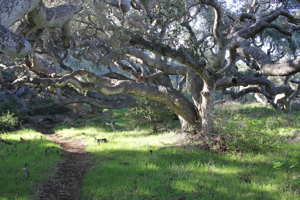 Los Osos Oaks State Natural Reserve